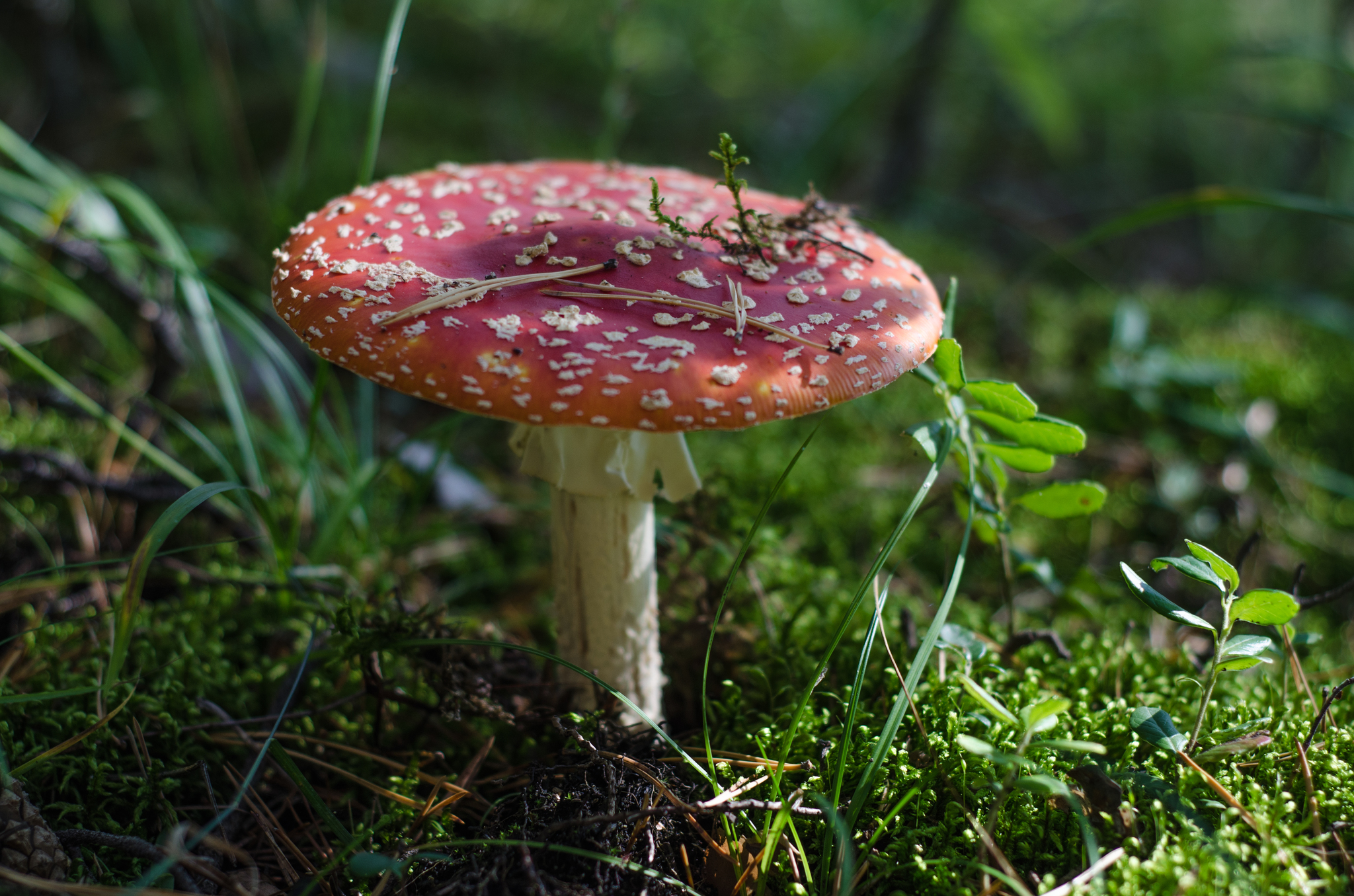 summer :) - My, Summer, Nature, Sunset, Starry sky, Dog, Mushrooms, Insects, The photo, Longpost