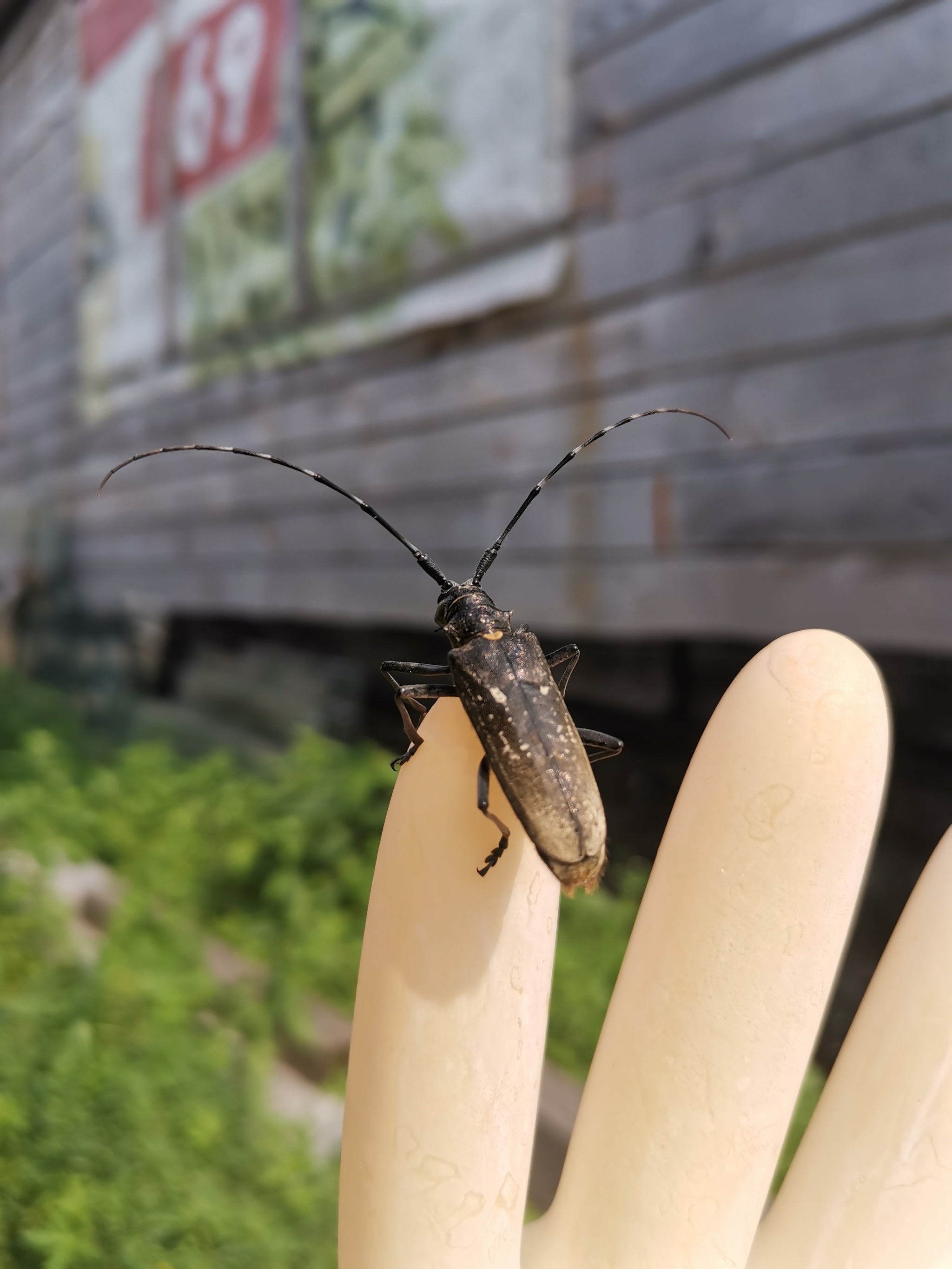 snow beetle - My, Жуки, Summer, Longpost