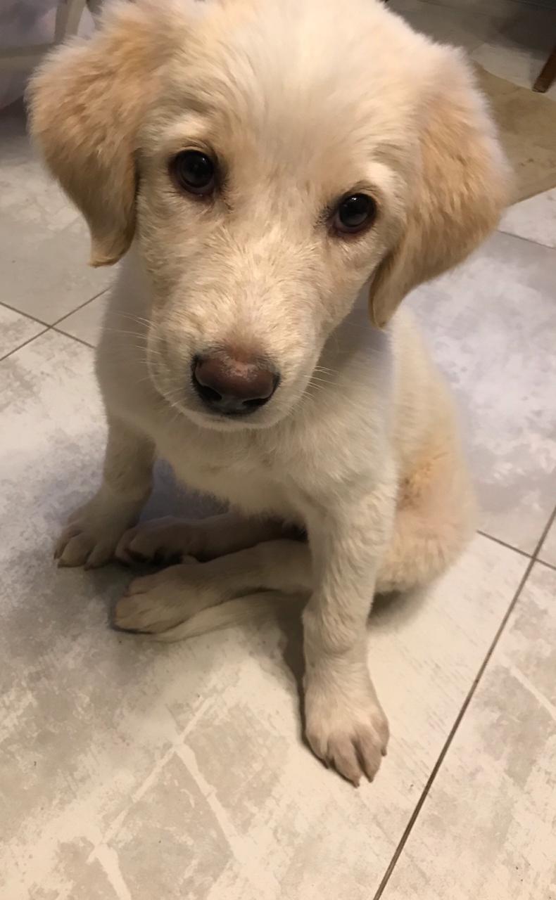 Retriever puppy is looking for mom and dad! - My, Puppies, Milota, Longpost, Dog, Troitsk, Golden retriever, No rating, In good hands