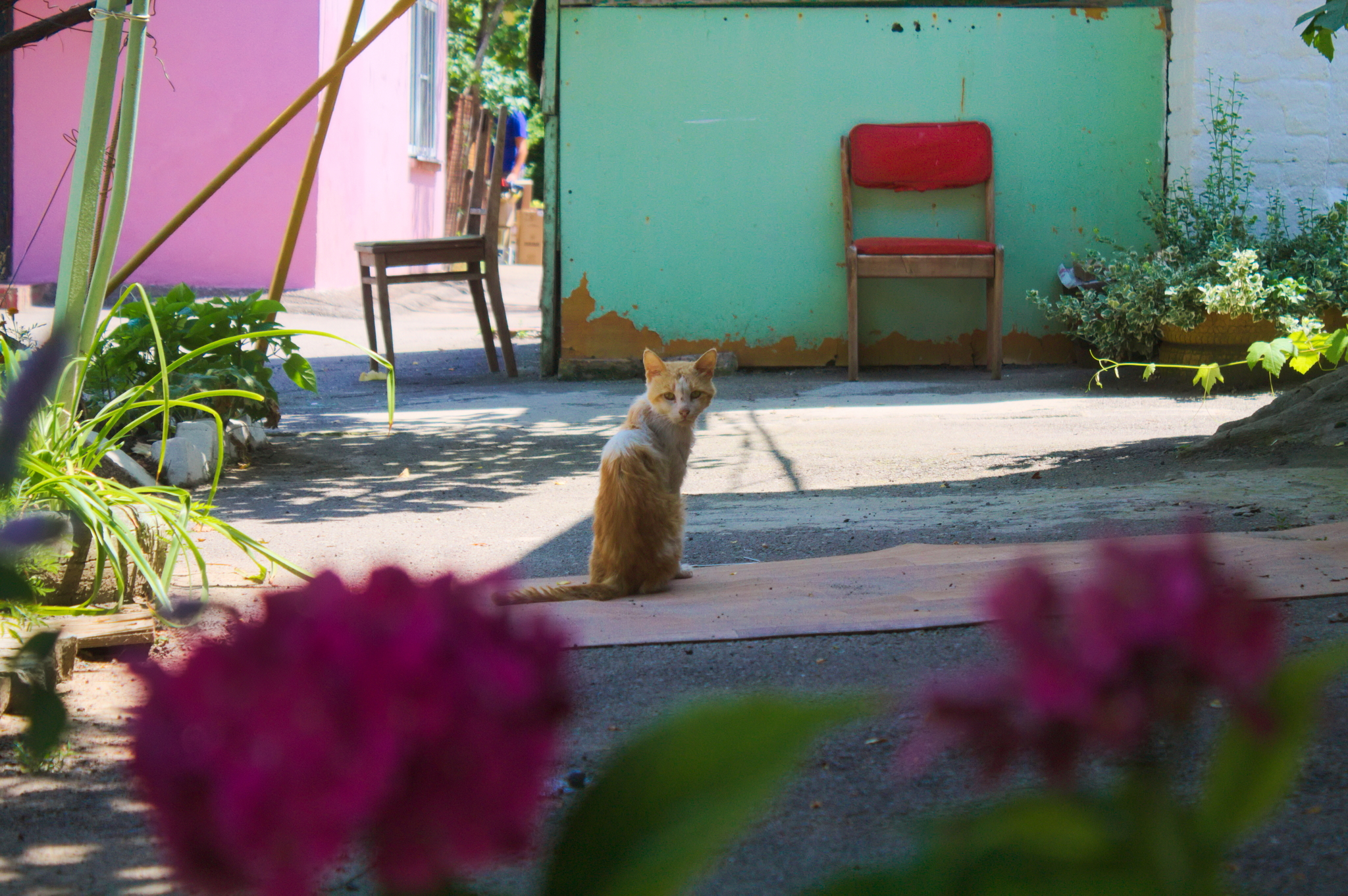 Kuban Istanbul, or where cats live in Krasnodar - My, Krasnodar, cat, The photo, Longpost