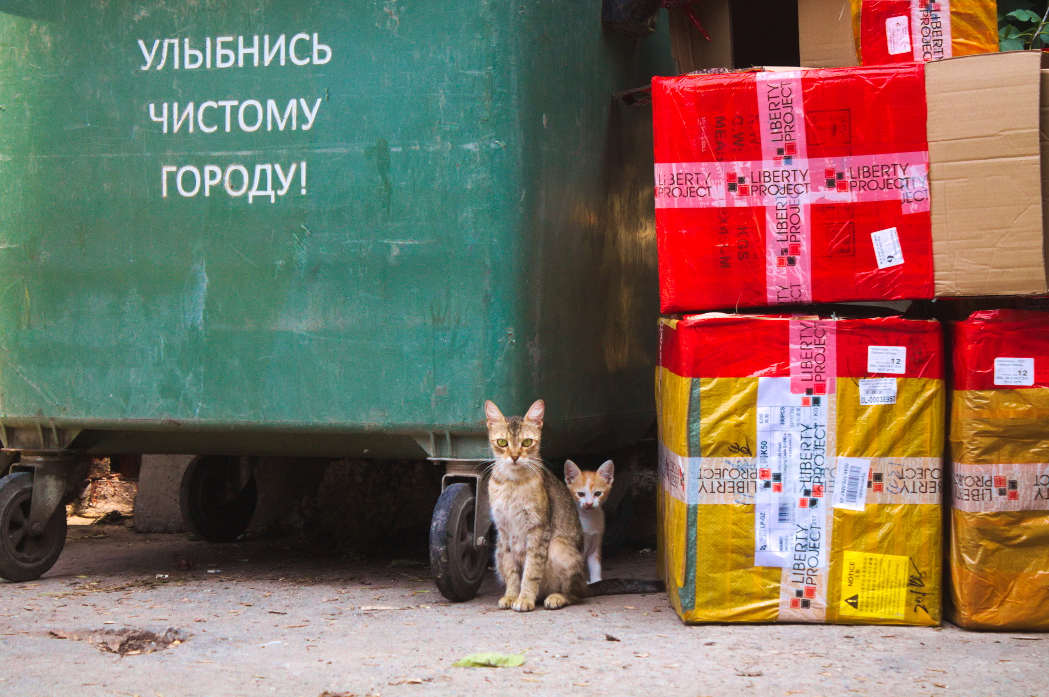 Kuban Istanbul, or where cats live in Krasnodar - My, Krasnodar, cat, The photo, Longpost