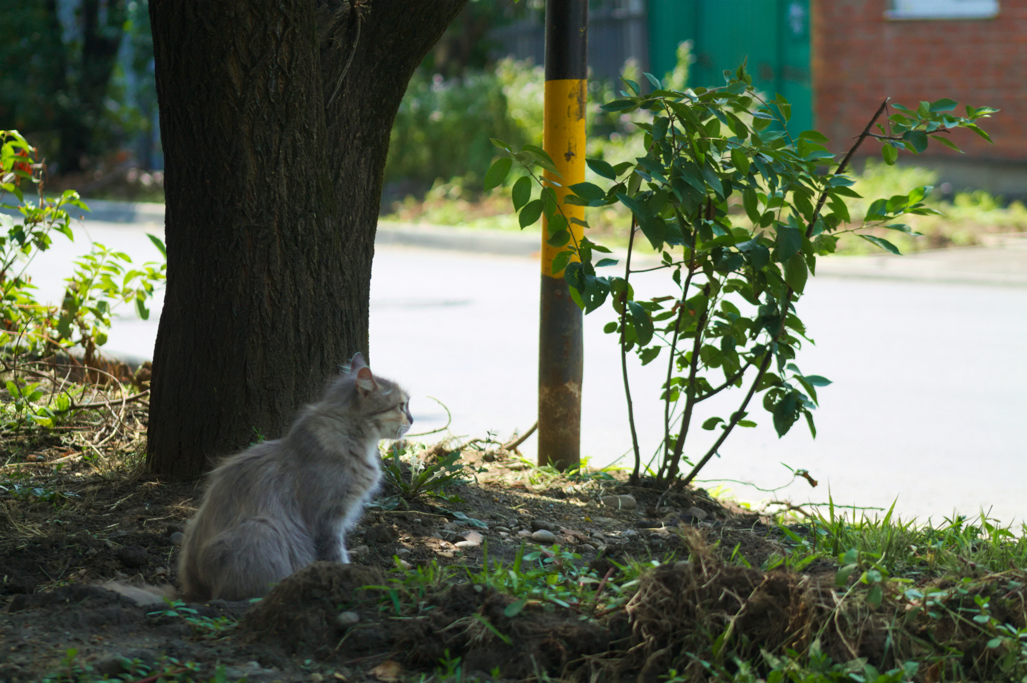 Kuban Istanbul, or where cats live in Krasnodar - My, Krasnodar, cat, The photo, Longpost