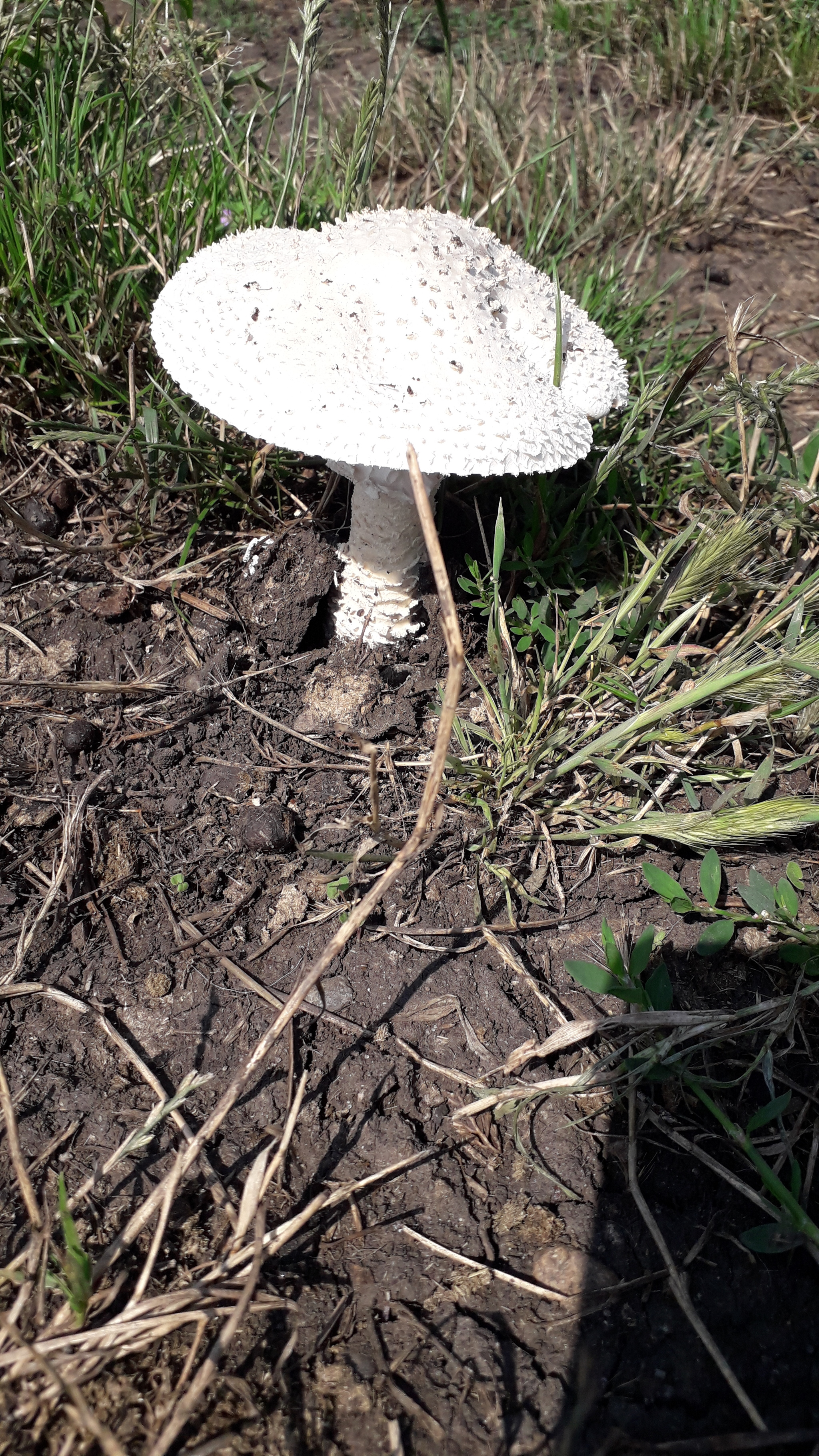 Mushroom rain gifts - My, Mushroom season, Champignon, Meadow, Walk, Longpost, Mushrooms