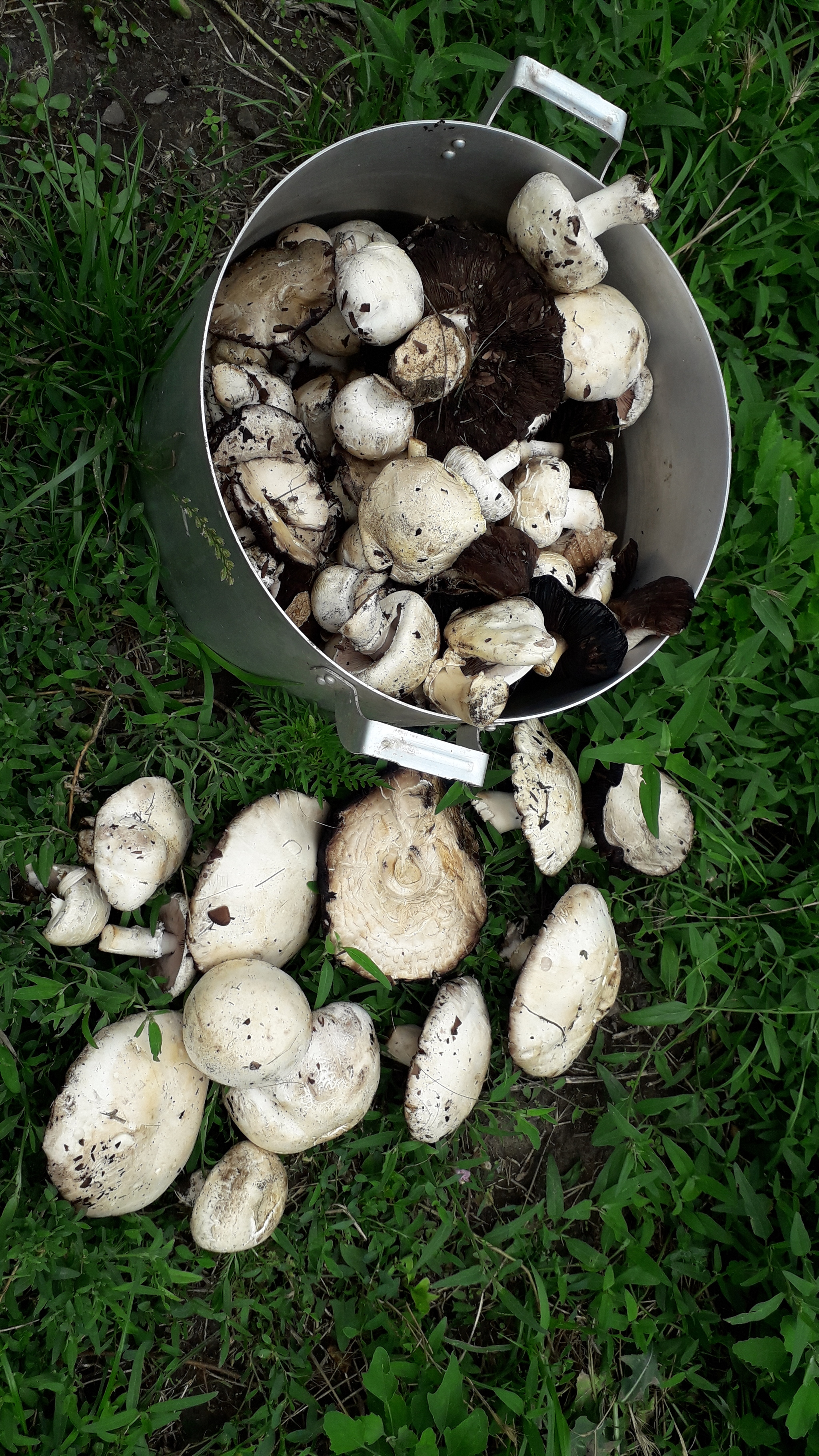 Mushroom rain gifts - My, Mushroom season, Champignon, Meadow, Walk, Longpost, Mushrooms