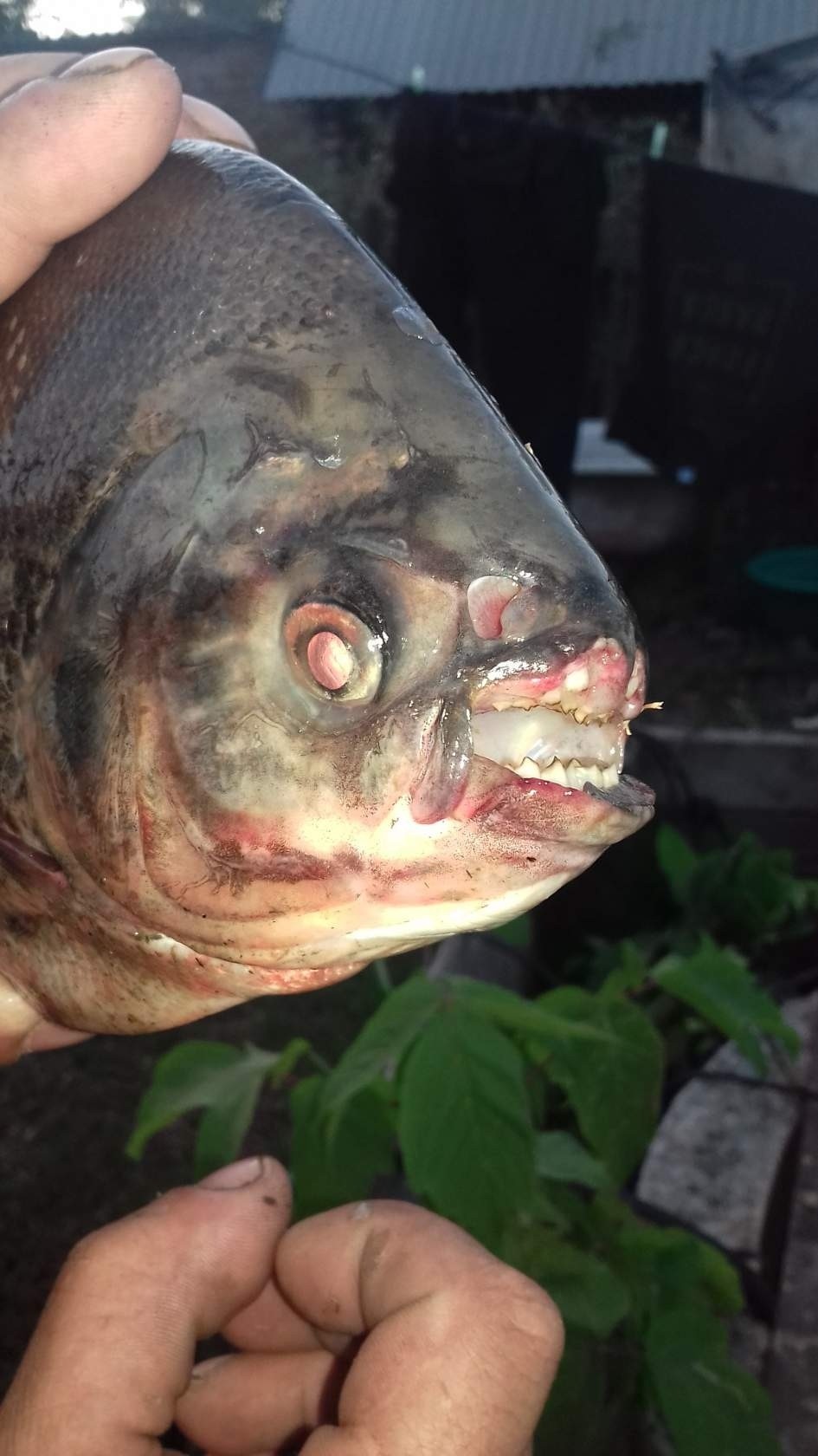 Piranha, right? - Fishing, Predatory fish, Piranha, Longpost, A fish