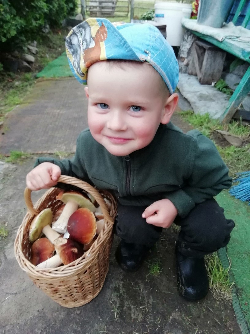 The second wave of mushrooms in Yaroslavl. - My, Mushrooms, Porcini, Summer, Forest, Mushroom pickers, Longpost