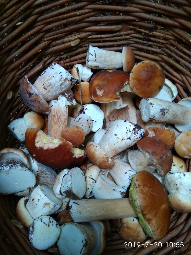 The second wave of mushrooms in Yaroslavl. - My, Mushrooms, Porcini, Summer, Forest, Mushroom pickers, Longpost