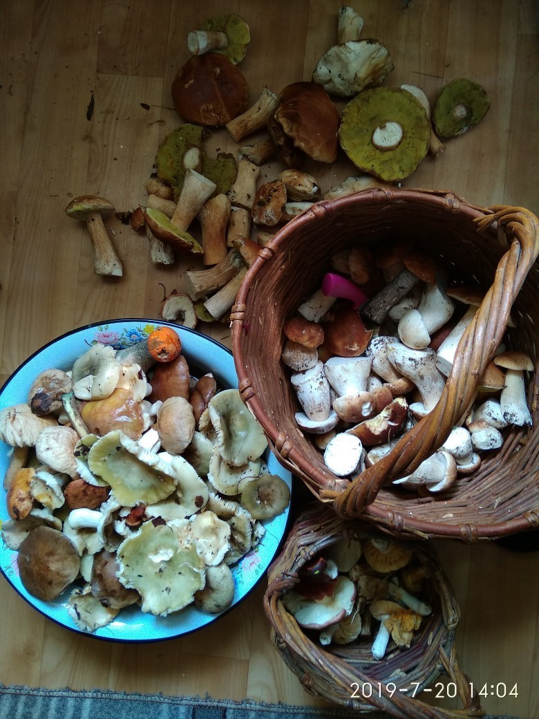 The second wave of mushrooms in Yaroslavl. - My, Mushrooms, Porcini, Summer, Forest, Mushroom pickers, Longpost