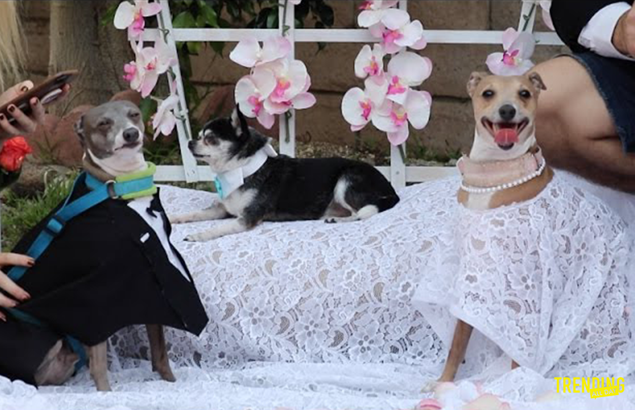 Even dogs got married, but you don't - Dog, , Jenna marbles