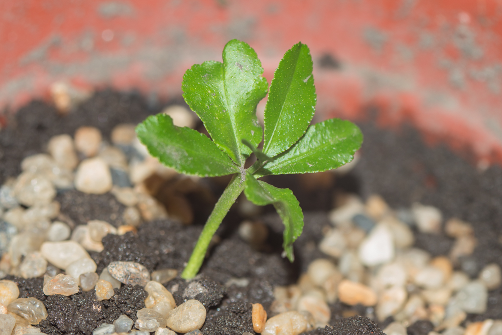 Polyembryony of citrus fruits from the supermarket. - My, Botany, Plants, Sprout, Seedling, Ecology, Nature, Longpost