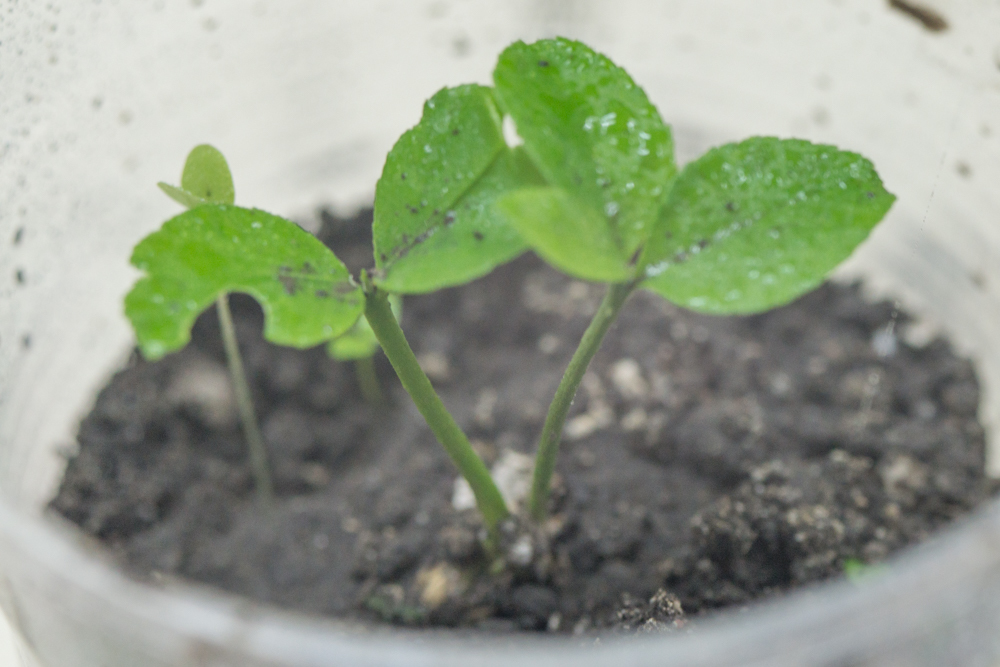 Polyembryony of citrus fruits from the supermarket. - My, Botany, Plants, Sprout, Seedling, Ecology, Nature, Longpost