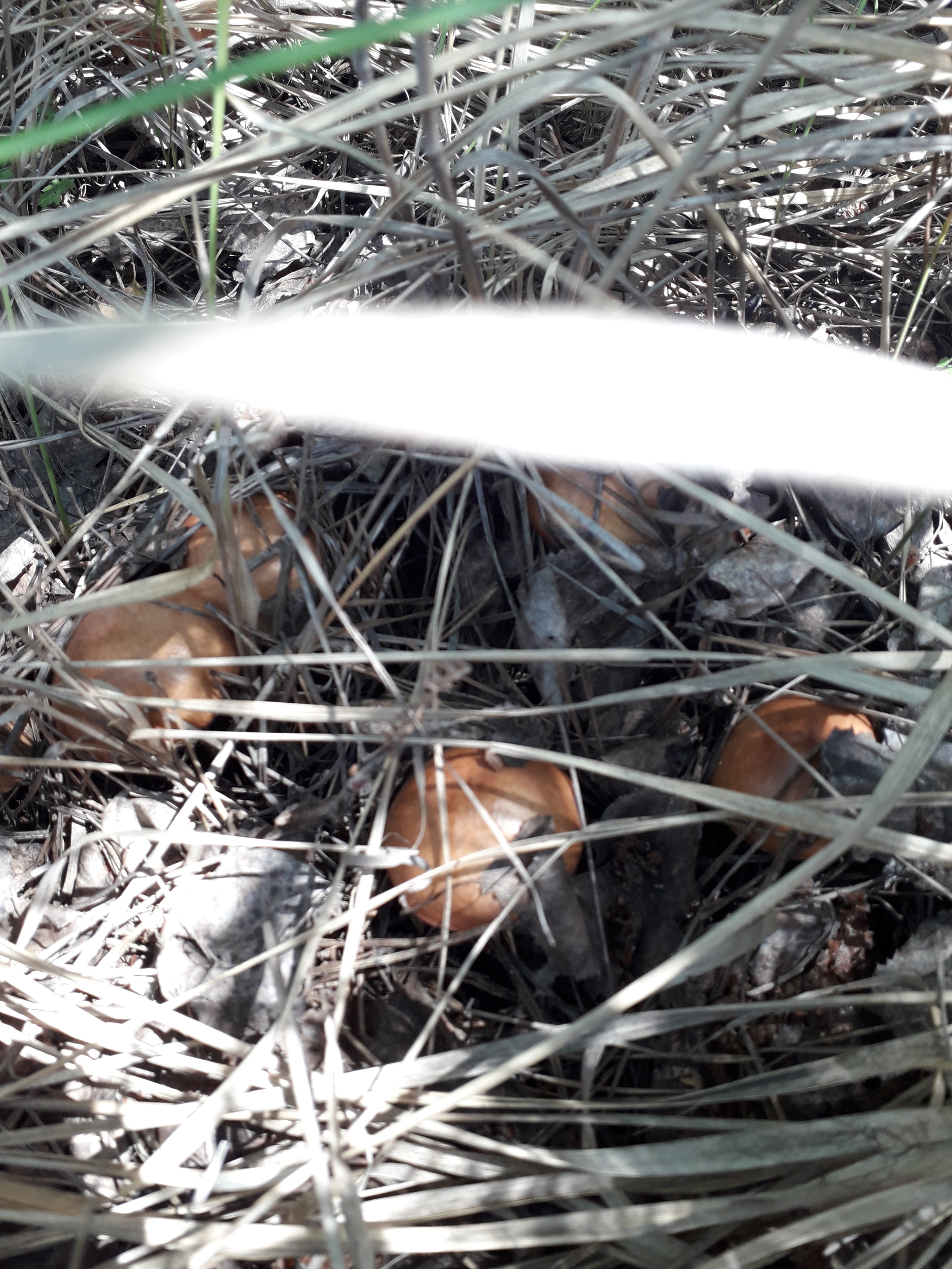 Hunt for butterflies in the Lipetsk region - My, Mushrooms, Butterlets, Lipetsk, Longpost, Silent hunt