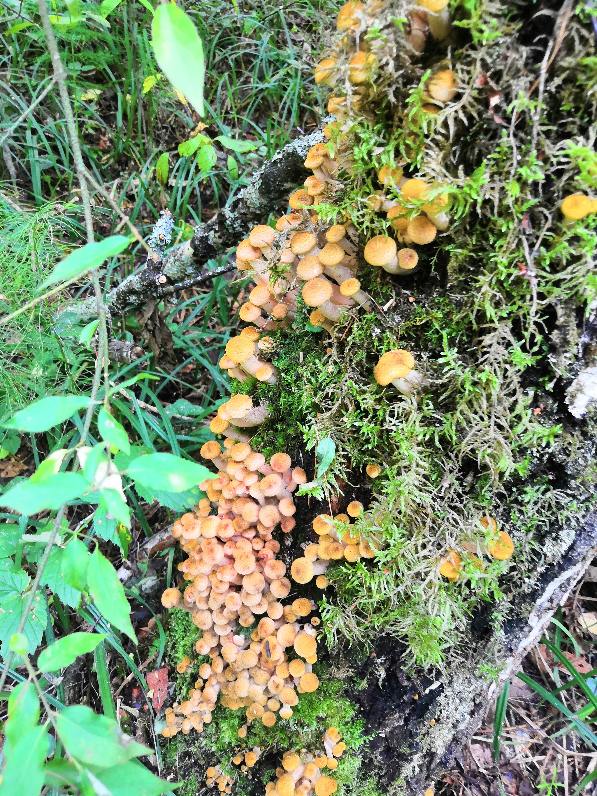 Honey mushrooms went - Mushrooms, Honey mushrooms, Mite, Longpost