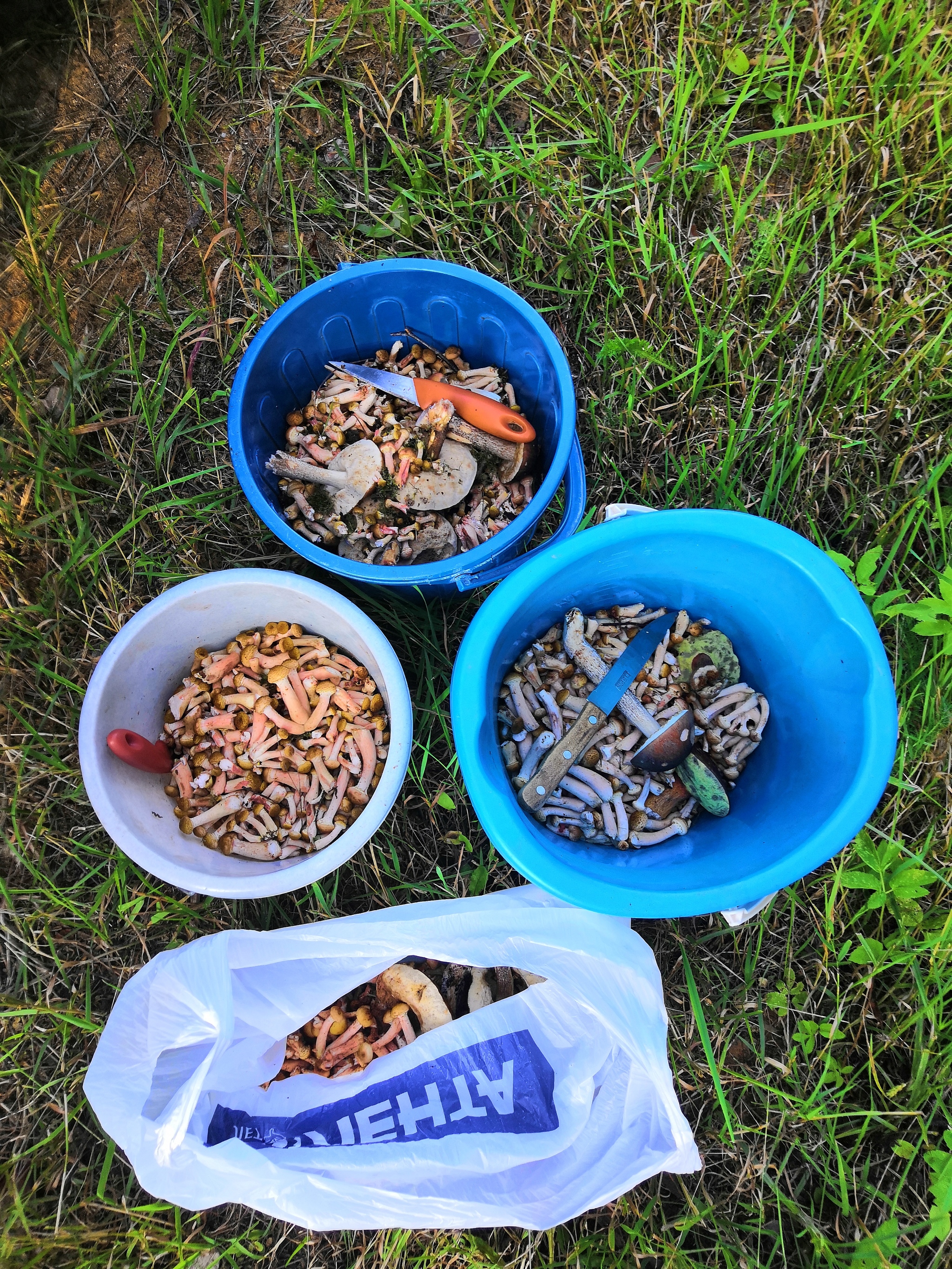 Honey mushrooms went - Mushrooms, Honey mushrooms, Mite, Longpost