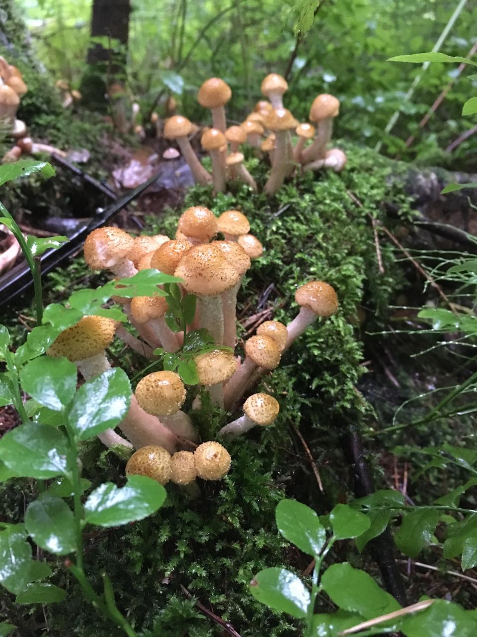 Honey mushrooms went - Mushrooms, Honey mushrooms, Mite, Longpost