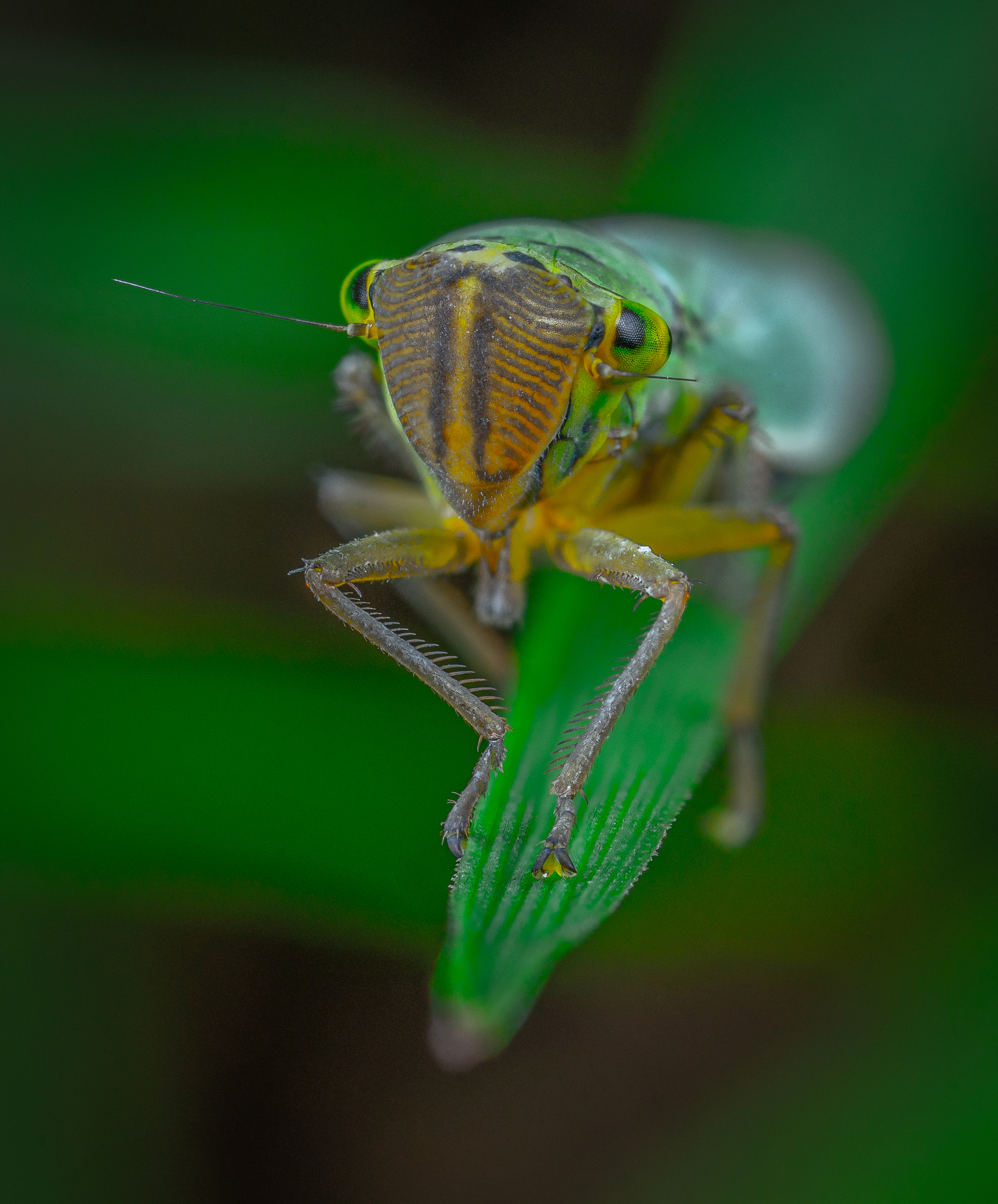 Portrait of a leafhopper - My, Macrohunt, Macro, Insects, , Cicada, Macro photography