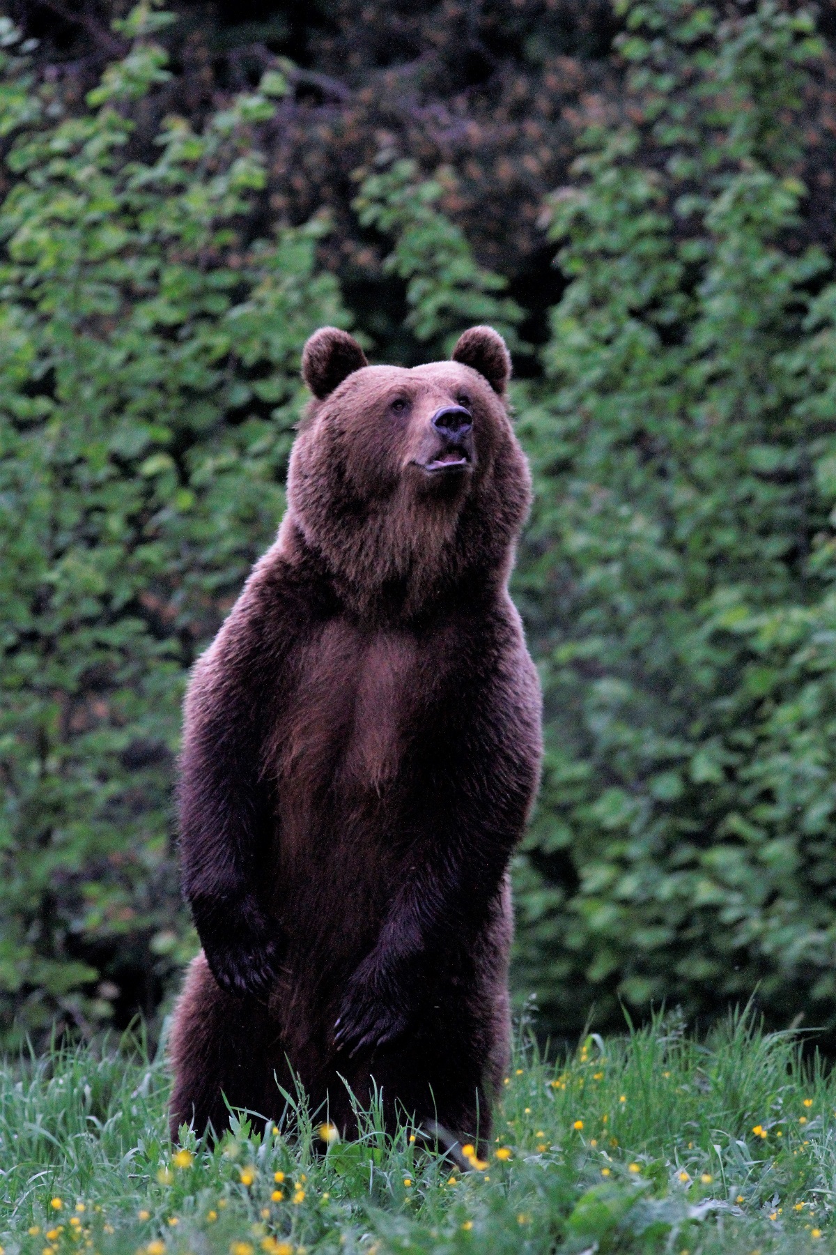 How is Monday already? - Bear, wildlife, The photo, The Bears