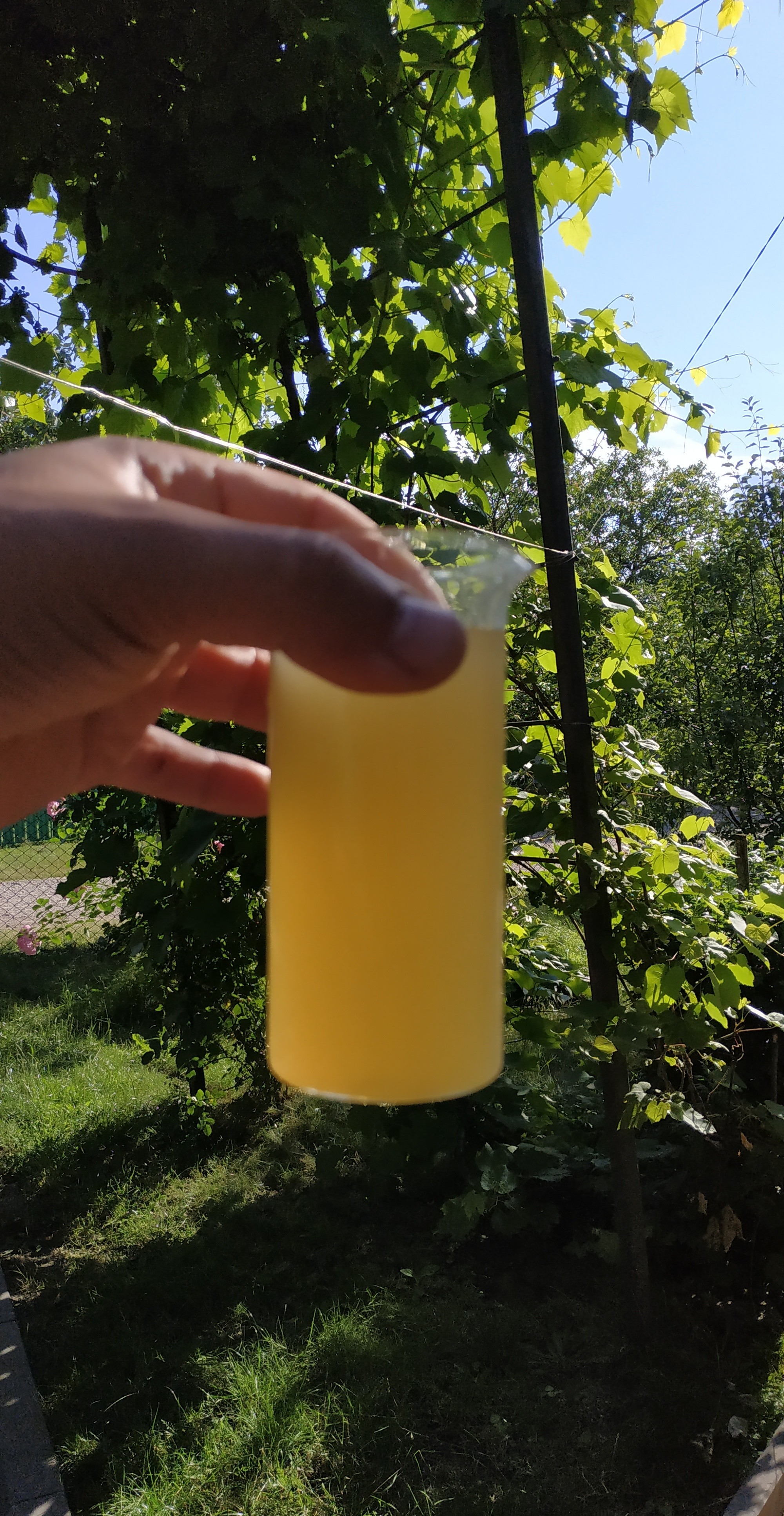 Limoncello on a lemon hanger - My, Limoncello, Recipe, Longpost, Liquor, Alcohol