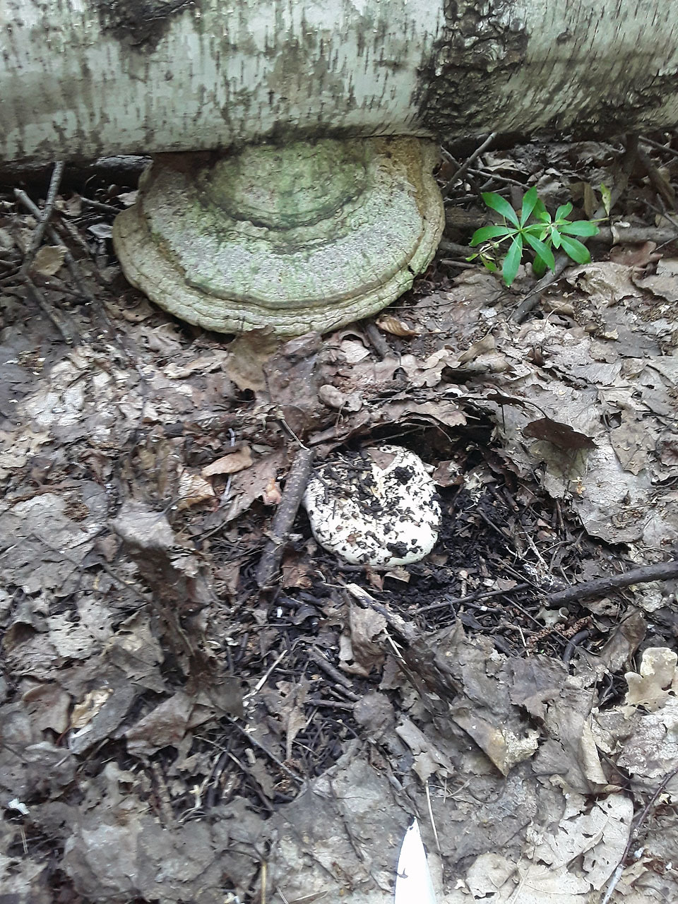 Mushrooms, forest, nature. - My, Mushrooms, Boletus, Boletus, Forest, Shashlik, Longpost