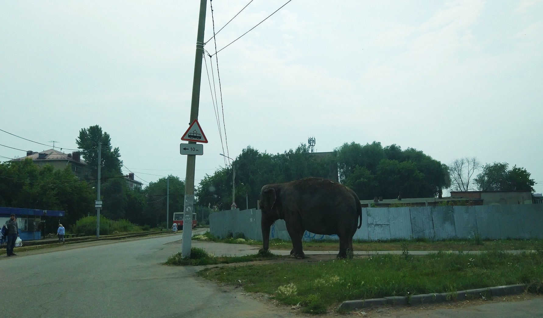 In Omsk, elephants were released for entourage. - Elephants, Omsk, wildlife, Animals