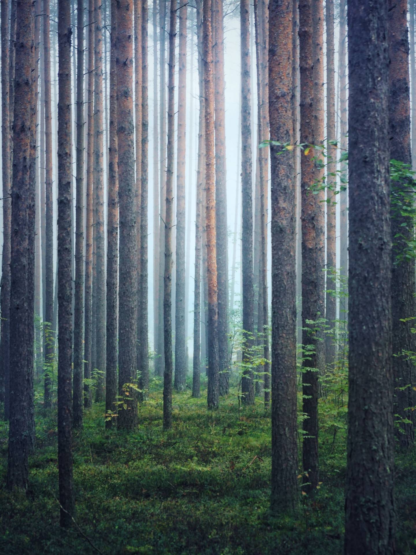 Туман в бору - Моё, Фотография, Пейзаж, Туман, Olympus