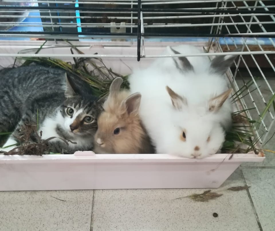 Messed up - cat, Rabbit, Longpost