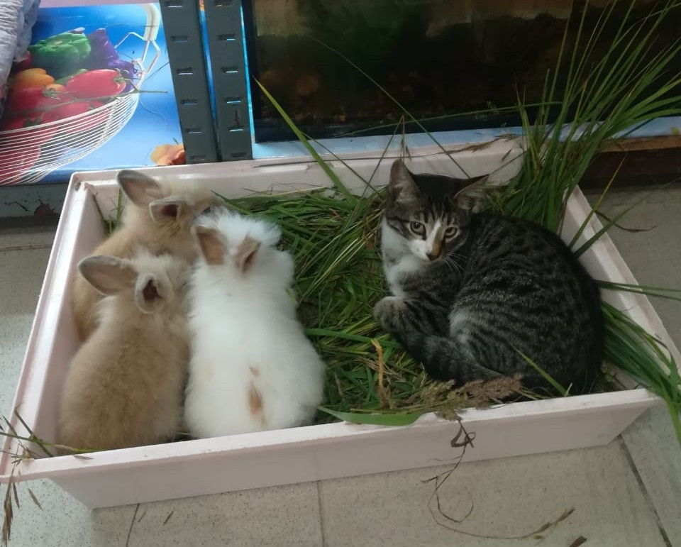 Messed up - cat, Rabbit, Longpost