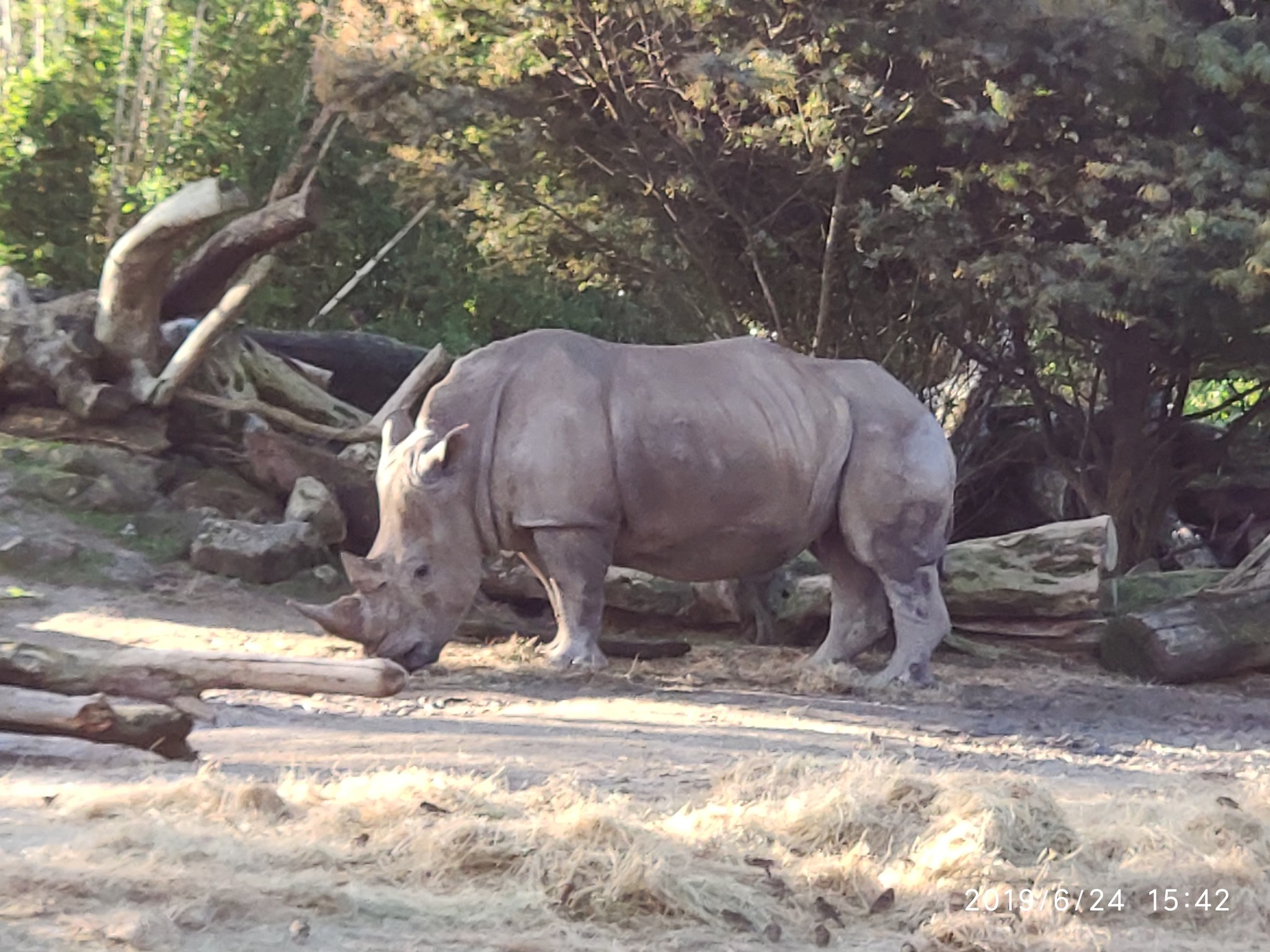 Auckland Zoo. - My, New Zealand, Zoo, Nature, Walk, Longpost