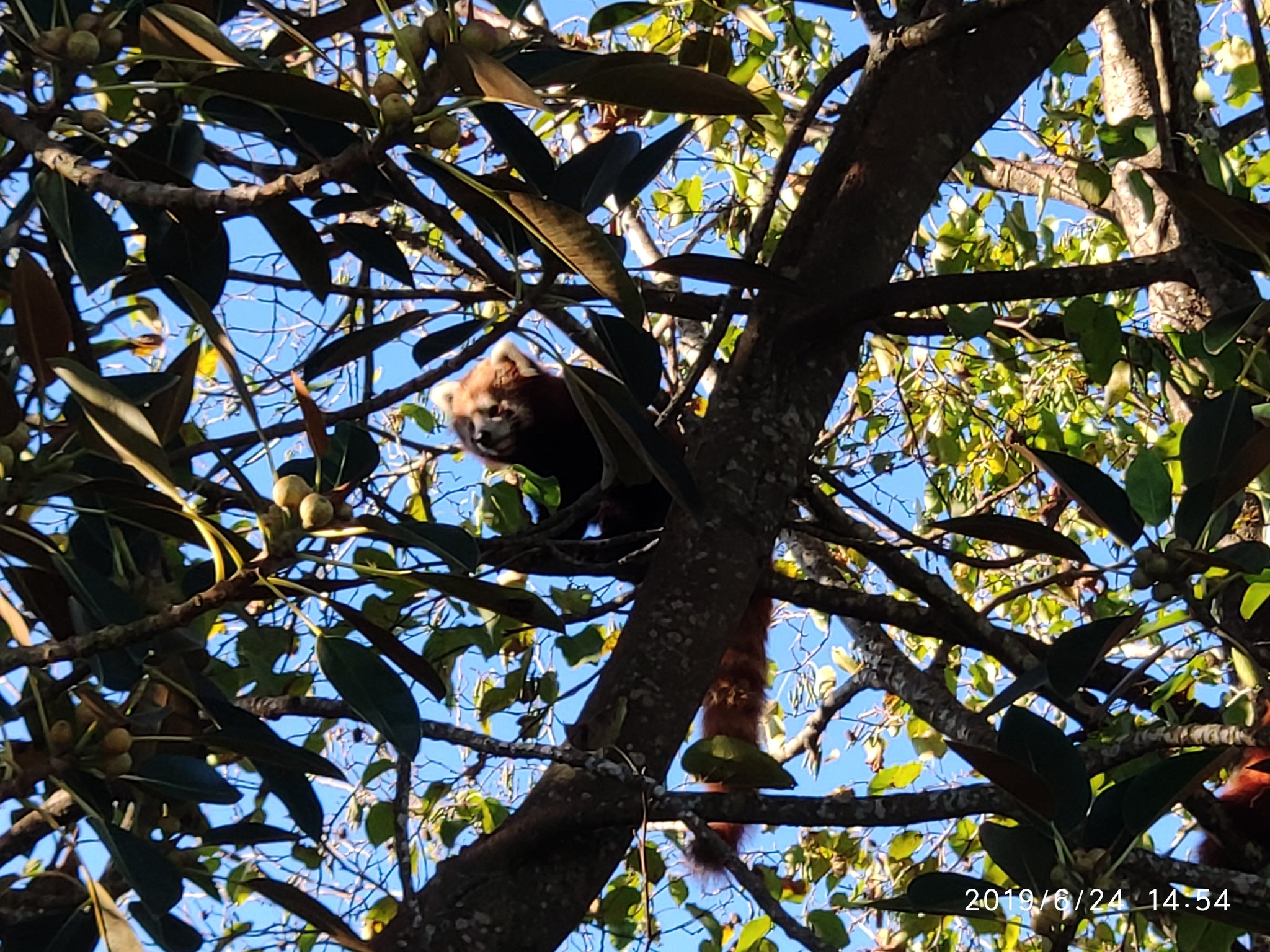 Auckland Zoo. - My, New Zealand, Zoo, Nature, Walk, Longpost