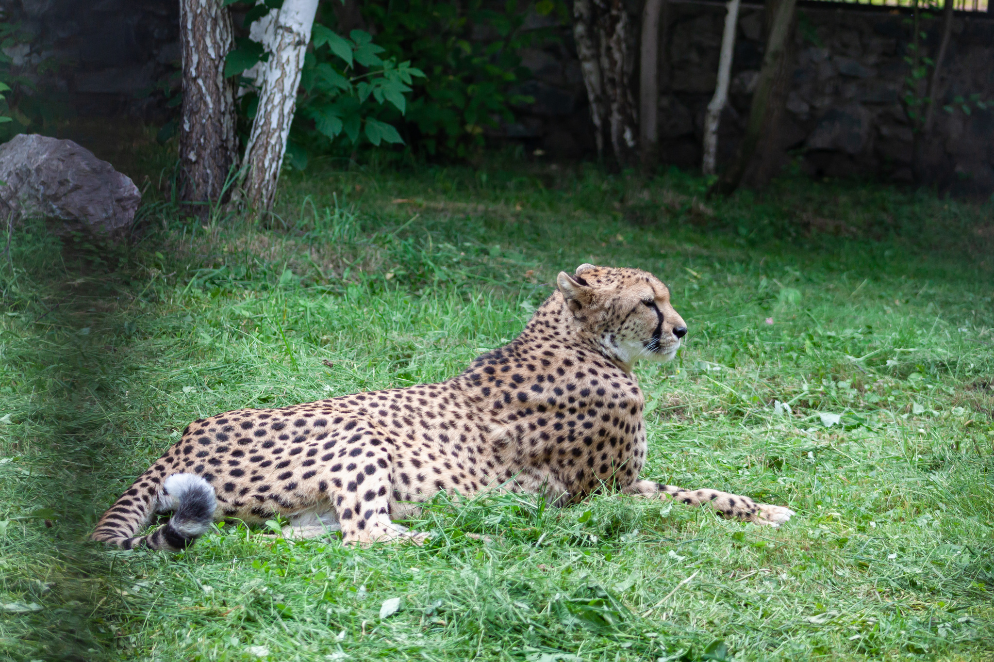 Walk around the Novosibirsk Zoo named after Rostislav Alexandrovich Shilo - My, Novosibirsk Zoo, Walk, Photo hunting, Animals, Longpost