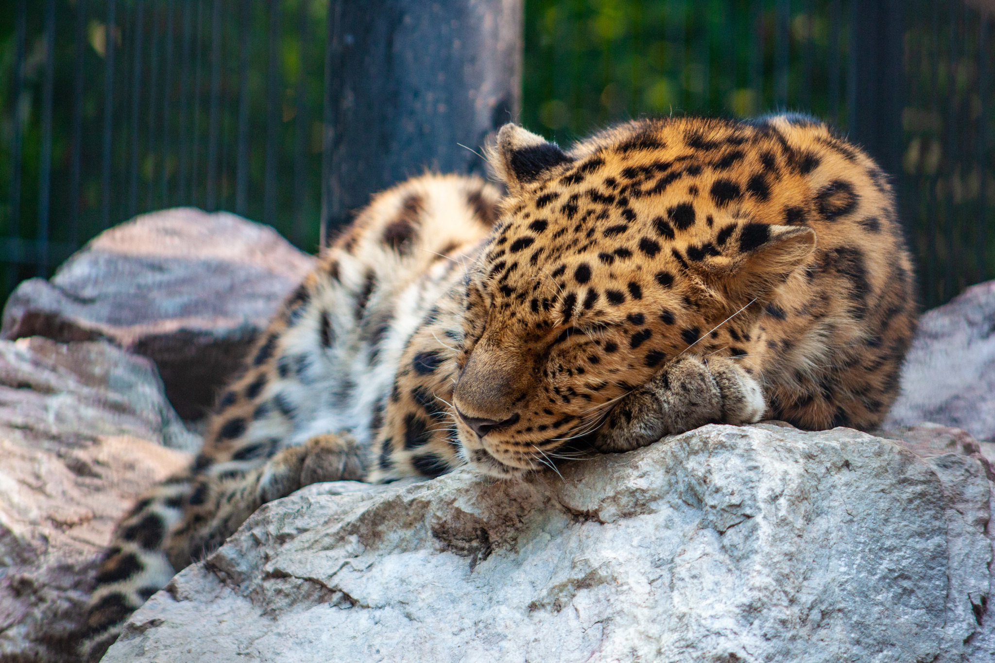 Walk around the Novosibirsk Zoo named after Rostislav Alexandrovich Shilo - My, Novosibirsk Zoo, Walk, Photo hunting, Animals, Longpost