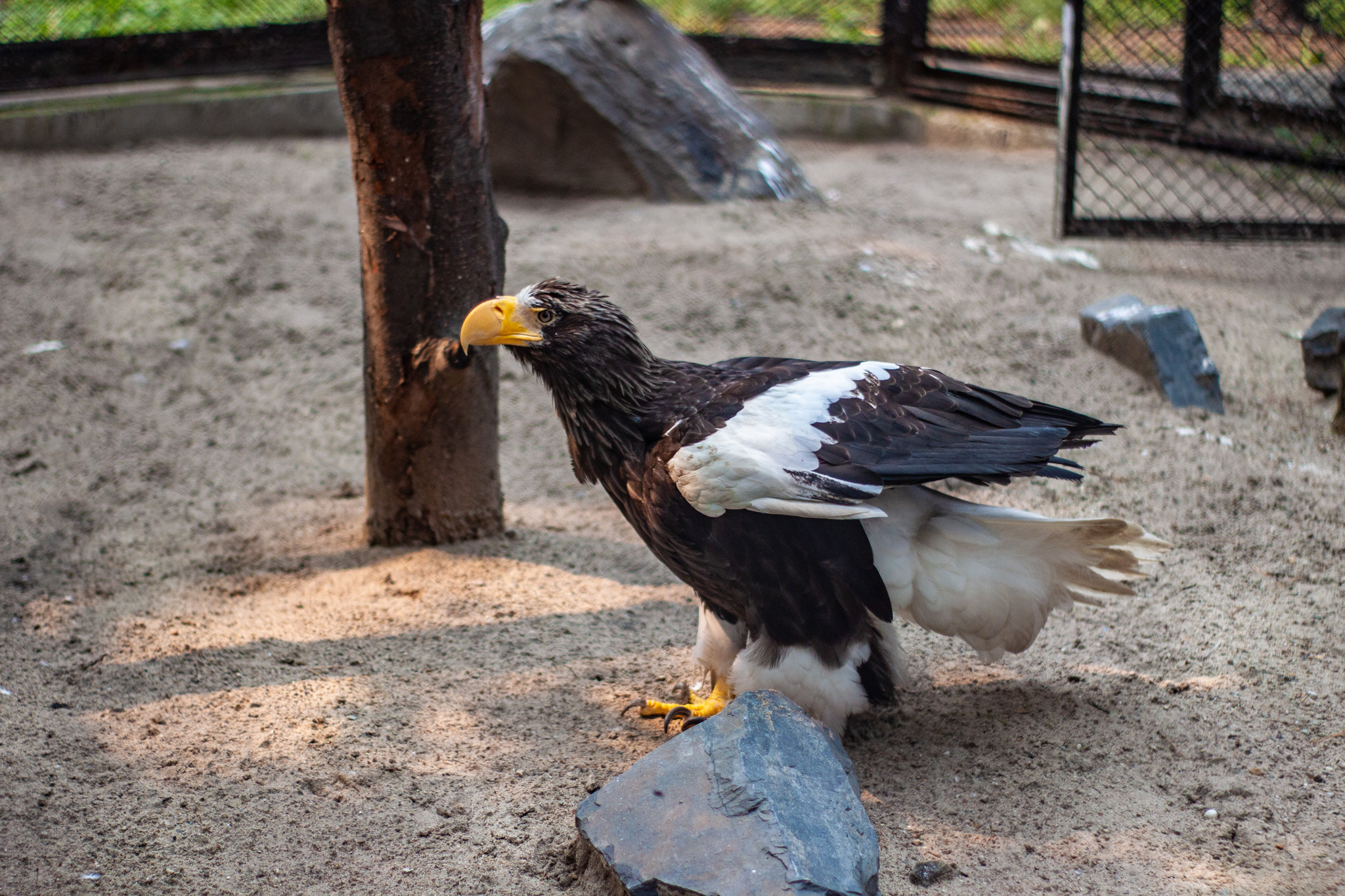 Walk around the Novosibirsk Zoo named after Rostislav Alexandrovich Shilo - My, Novosibirsk Zoo, Walk, Photo hunting, Animals, Longpost