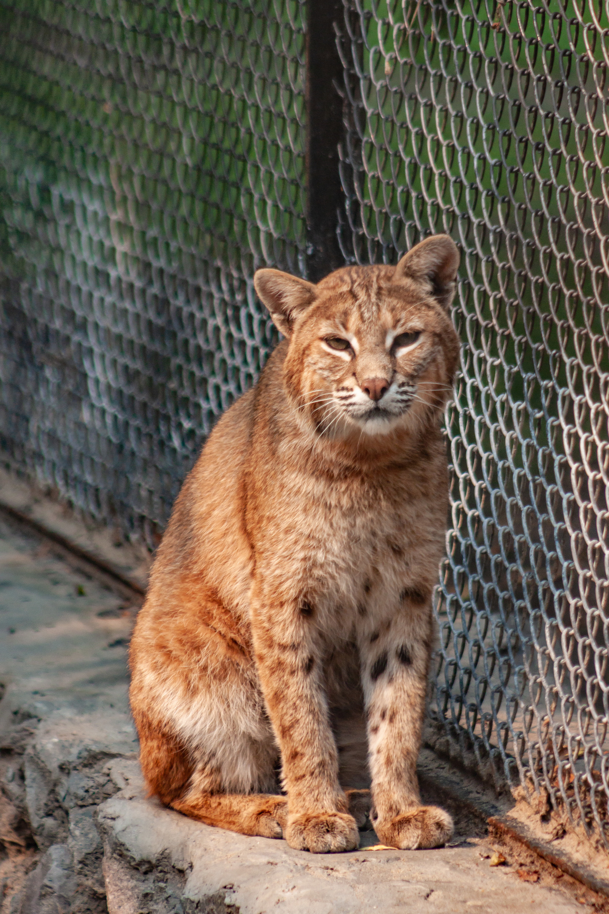 Walk around the Novosibirsk Zoo named after Rostislav Alexandrovich Shilo - My, Novosibirsk Zoo, Walk, Photo hunting, Animals, Longpost