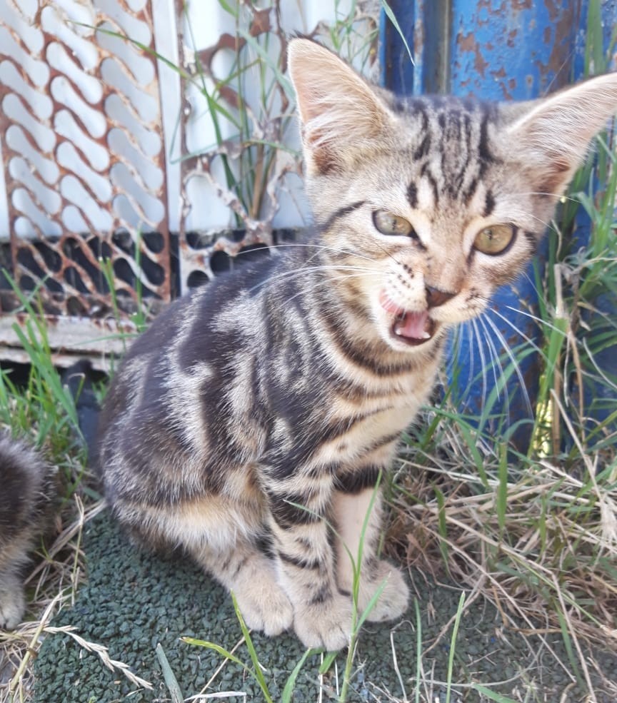 Котята в добрые руки. Краснодар. - Без рейтинга, Краснодар, Котята, В добрые руки, Длиннопост