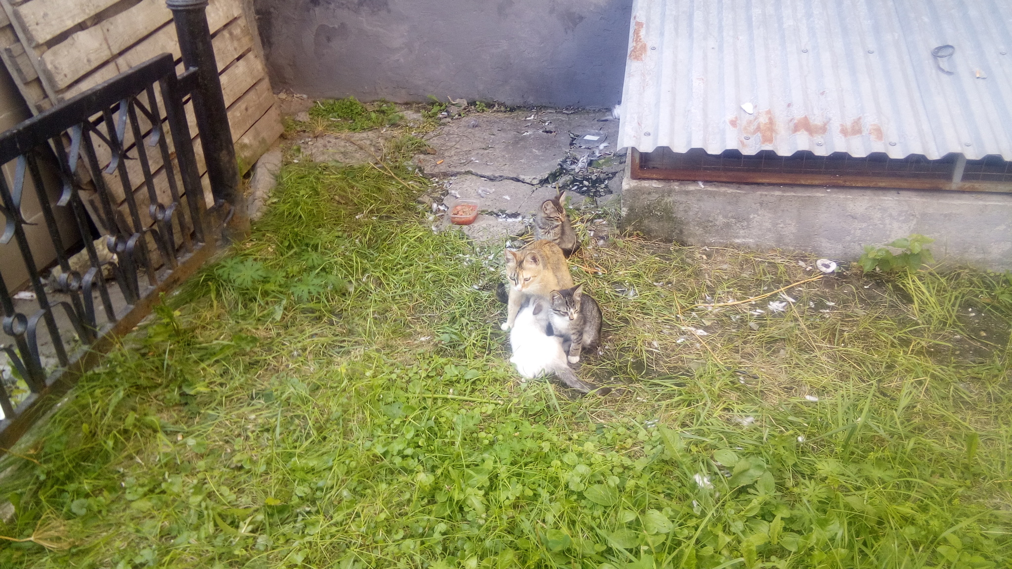 Cats for free. - cat, Kittens, Nizhny Novgorod, Longpost, Looking for a master, In good hands