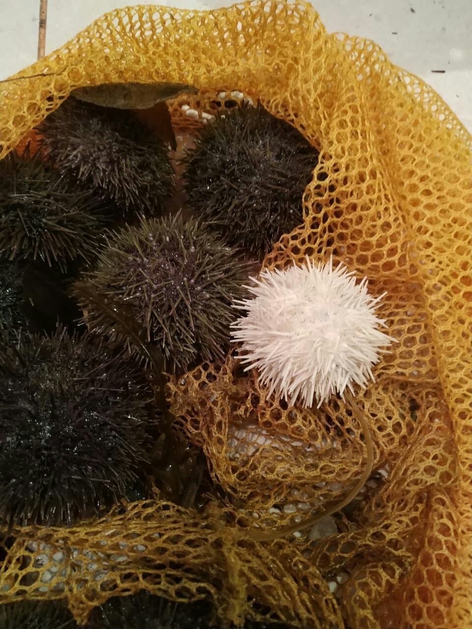 A stranger among his own - Albino, Sea urchin, Kamchatka, Diver, , Water, From the network, Longpost, Uniqueness