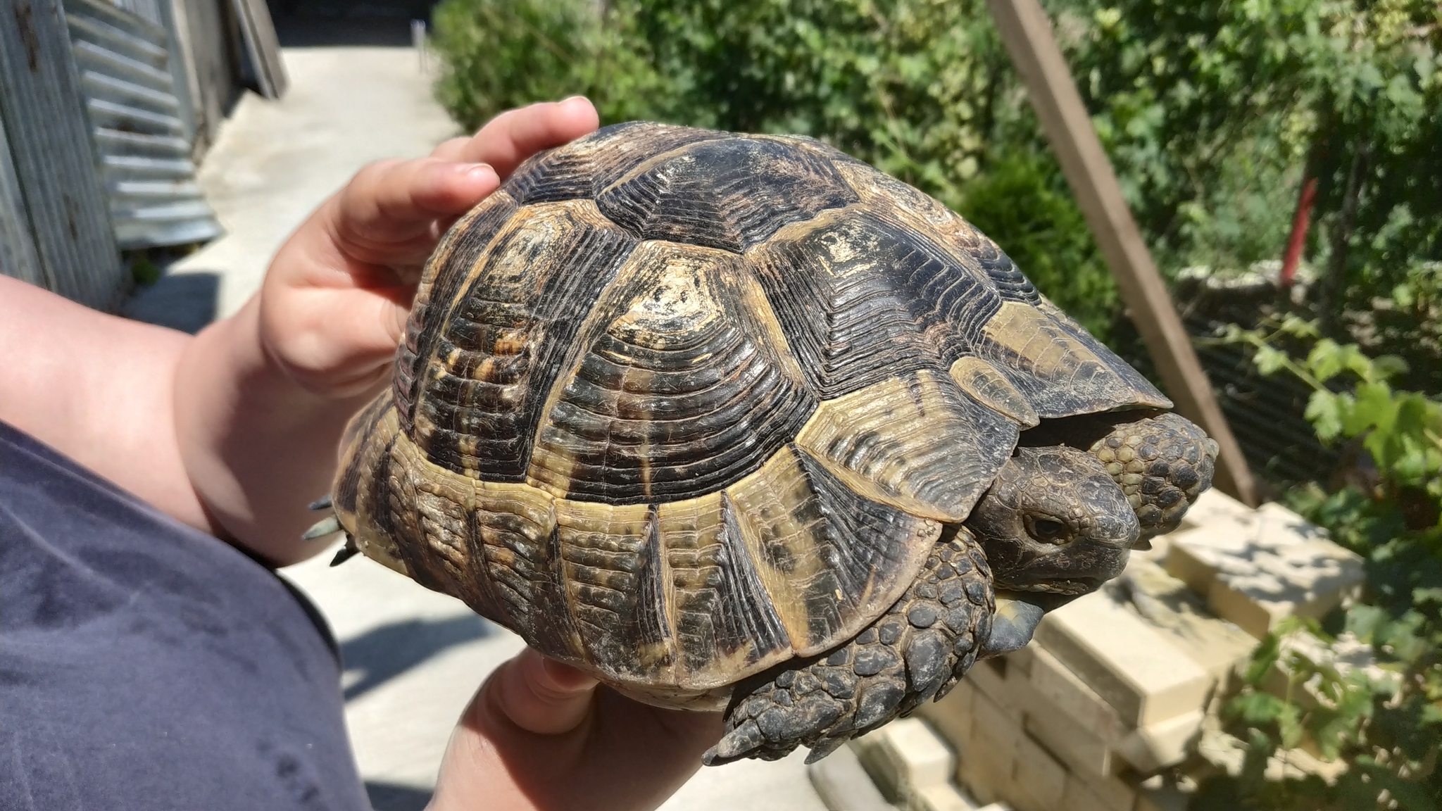 Found a turtle, need help identifying the species... - My, Turtle, , Longpost