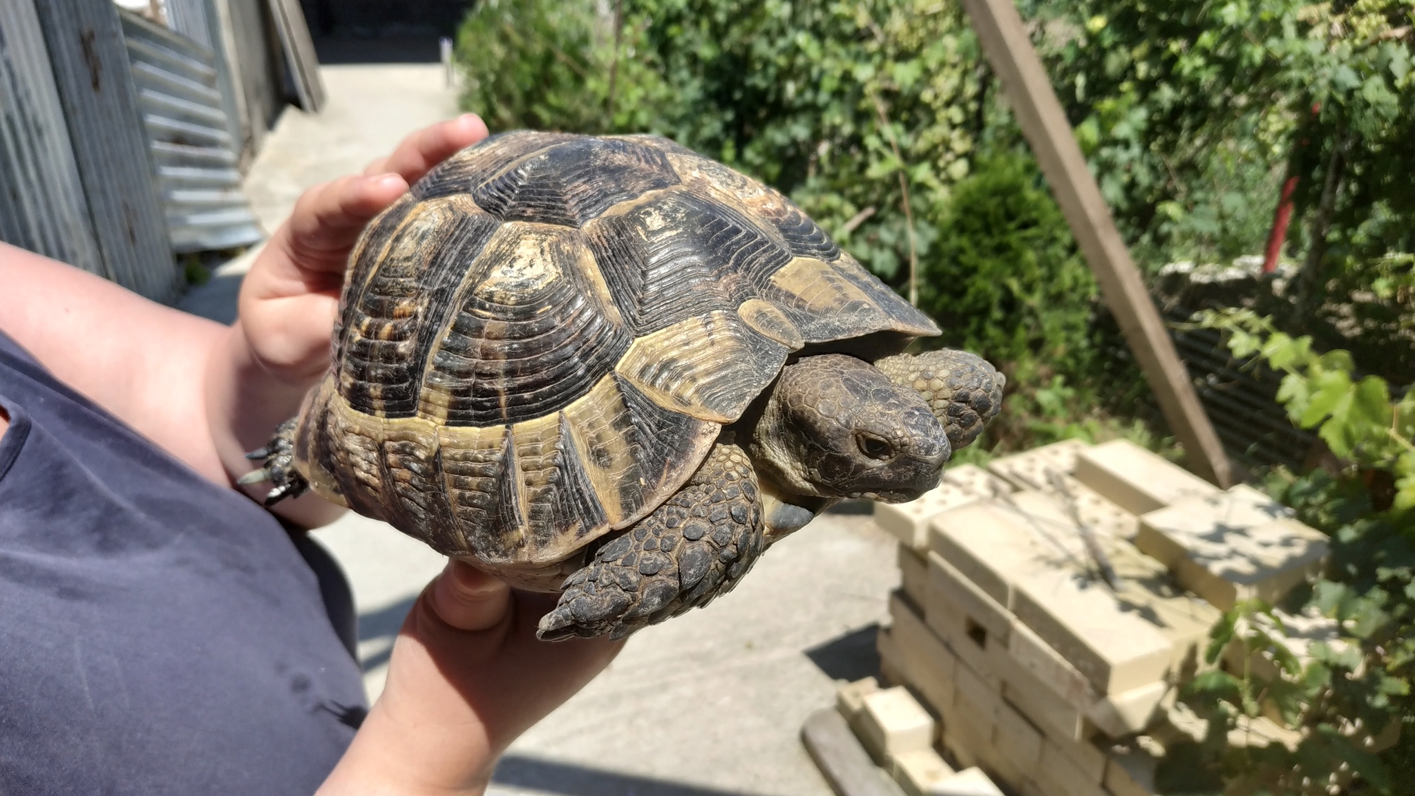 Found a turtle, need help identifying the species... - My, Turtle, , Longpost