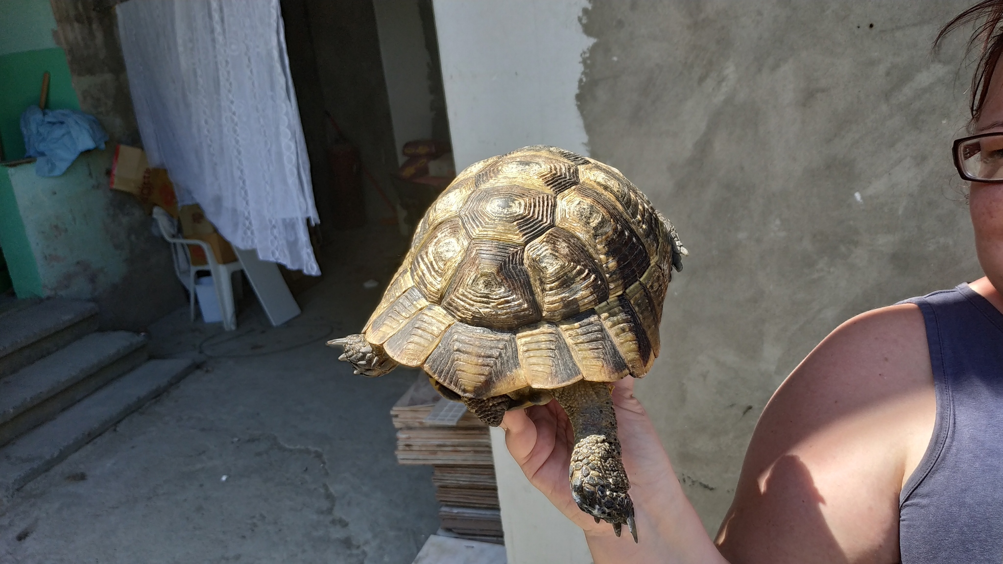 Found a turtle, need help identifying the species... - My, Turtle, , Longpost