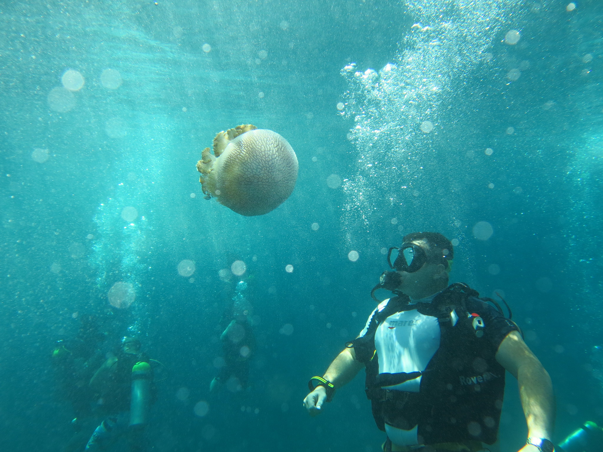 Diving. - My, Thailand, Diving, Phuket, Metal detector, Underwater search, Moray, Video, Longpost, Snake