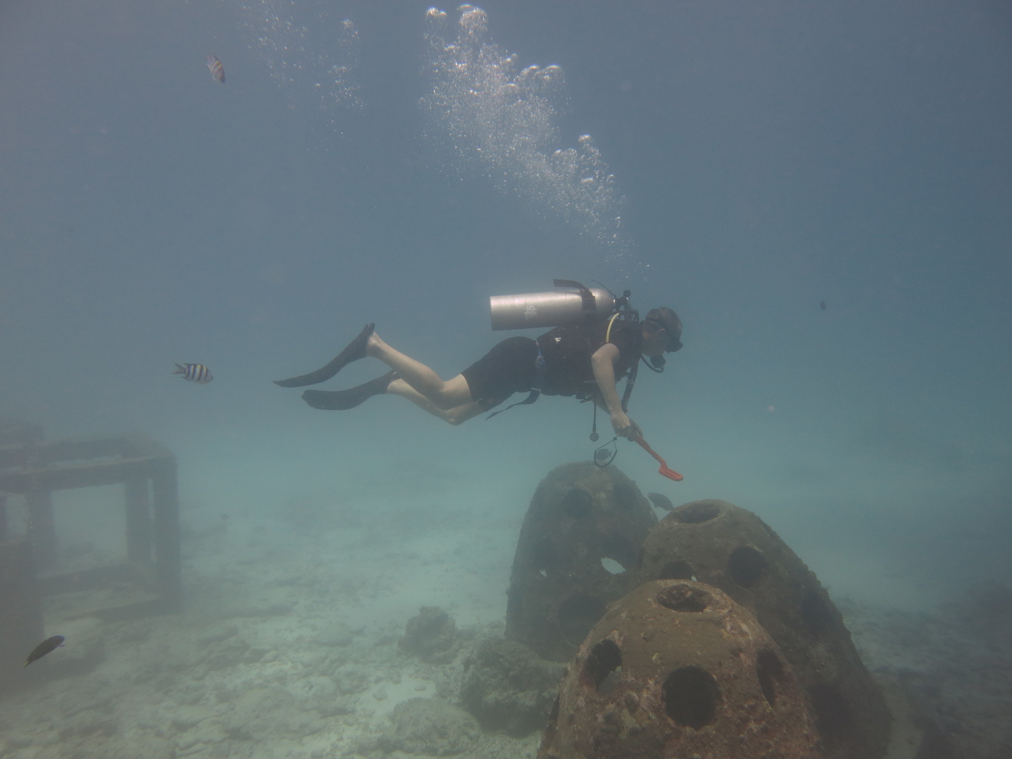 Diving. - My, Thailand, Diving, Phuket, Metal detector, Underwater search, Moray, Video, Longpost, Snake