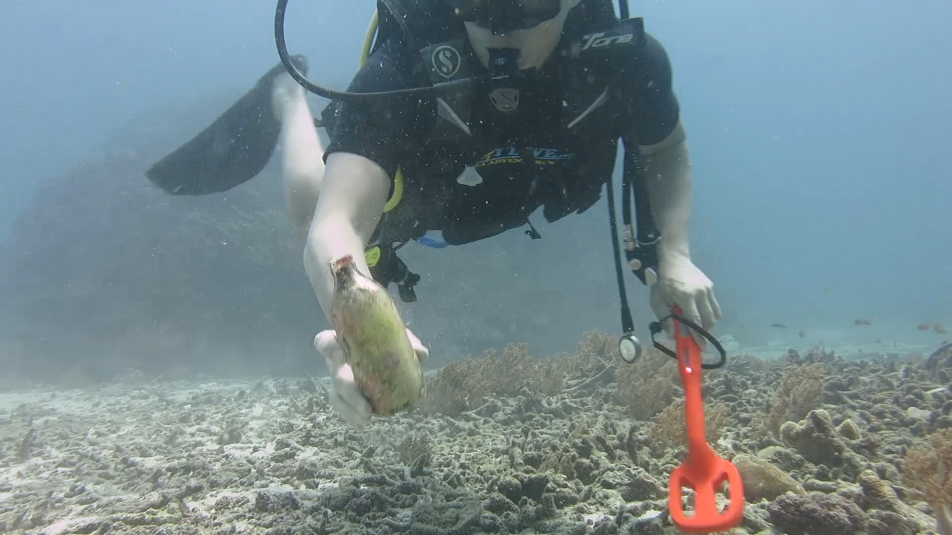 Diving. - My, Thailand, Diving, Phuket, Metal detector, Underwater search, Moray, Video, Longpost, Snake