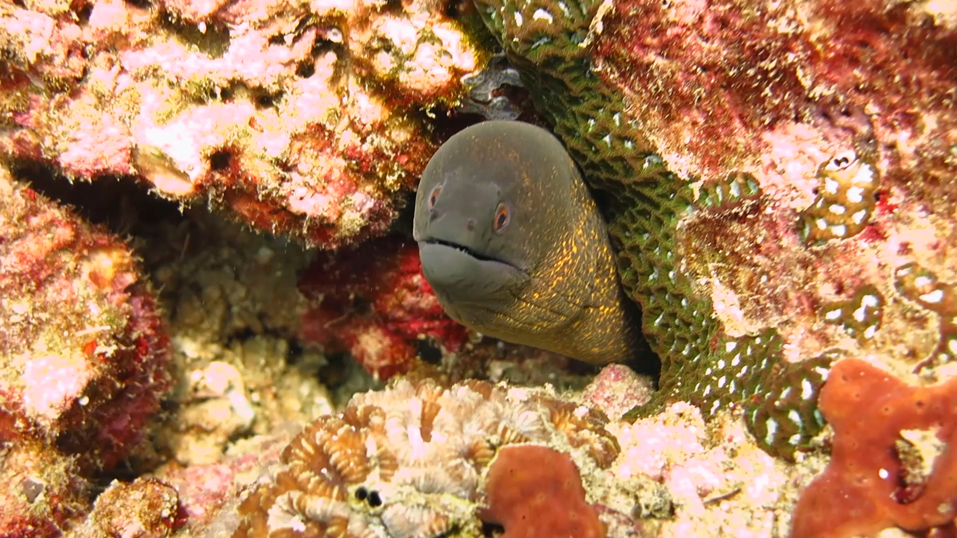 Diving. - My, Thailand, Diving, Phuket, Metal detector, Underwater search, Moray, Video, Longpost, Snake