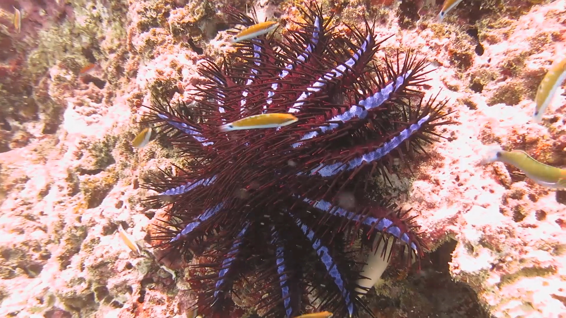 Diving. - My, Thailand, Diving, Phuket, Metal detector, Underwater search, Moray, Video, Longpost, Snake