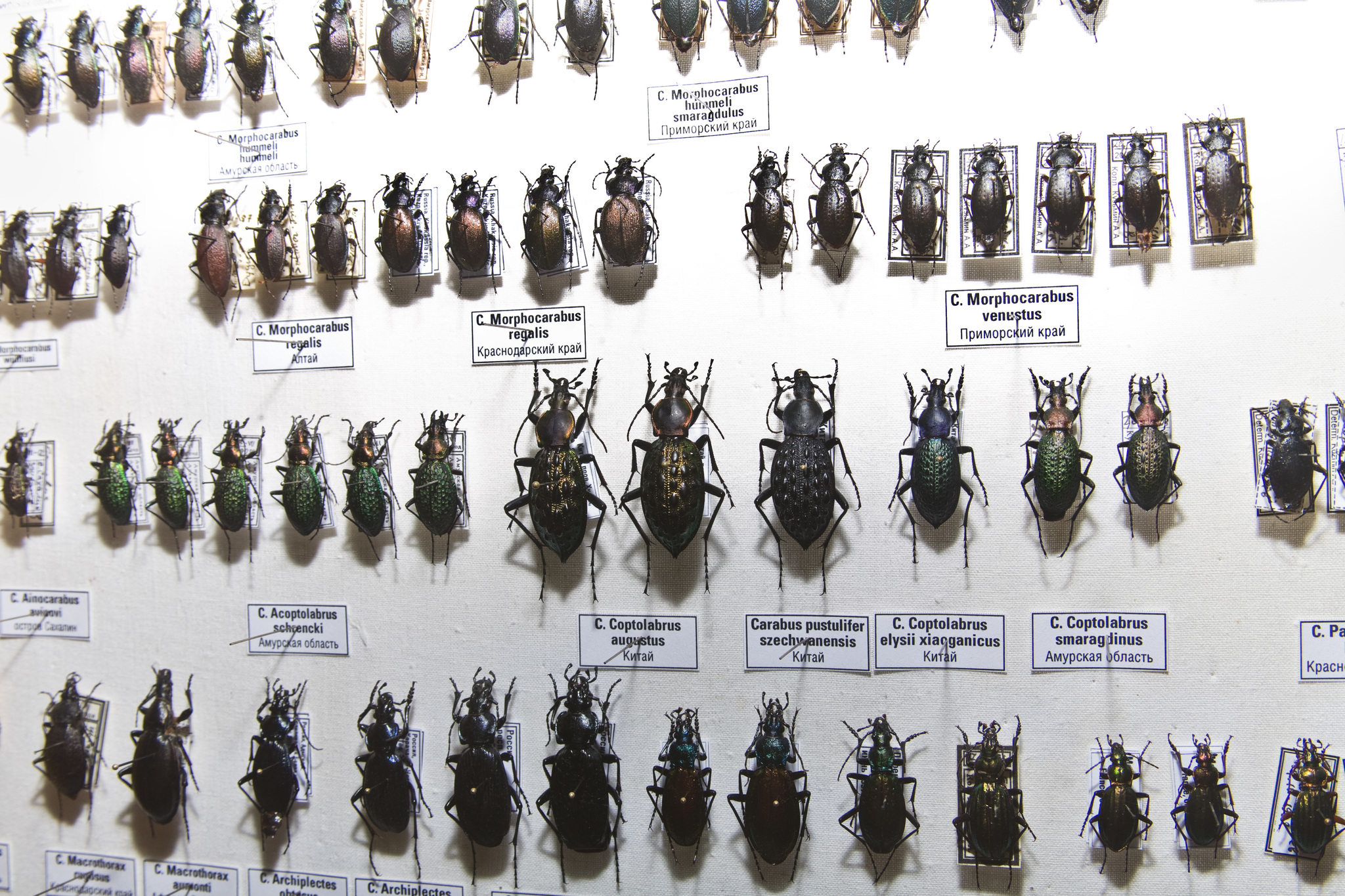 Also a collection - My, Жуки, Entomology, Insects, Longpost, Collection
