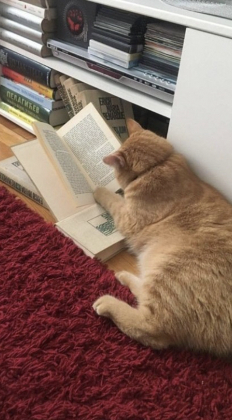 Scientist cat - cat, Reading, Books, Clever, Probably