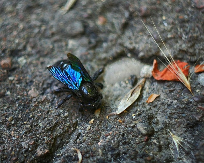 carpenter bee - My, Insects, The photo