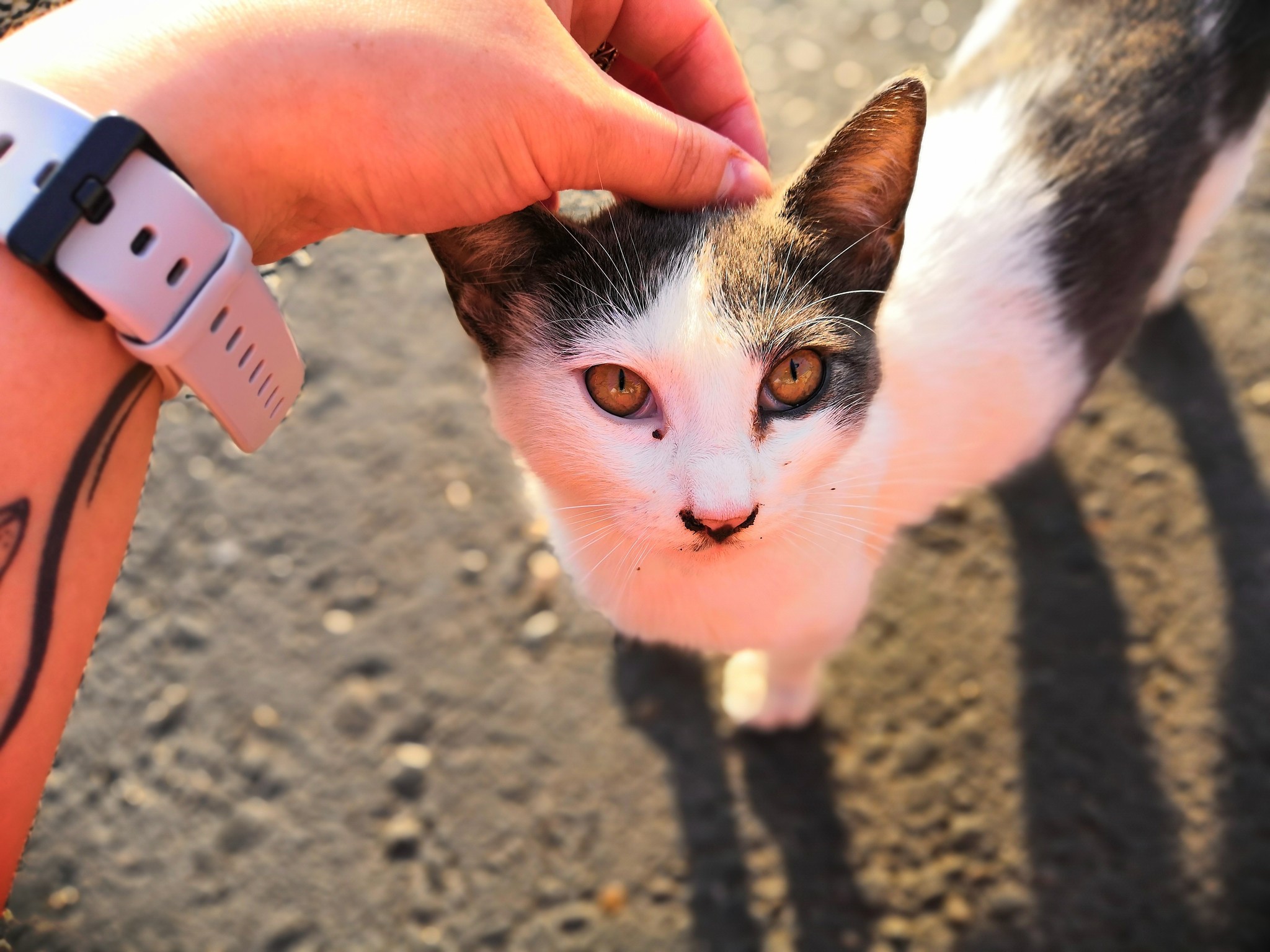 Cats of Yalta - My, Yalta, cat, Catomafia, Animals, Relaxation, Photo on sneaker, Photo hunting, Longpost