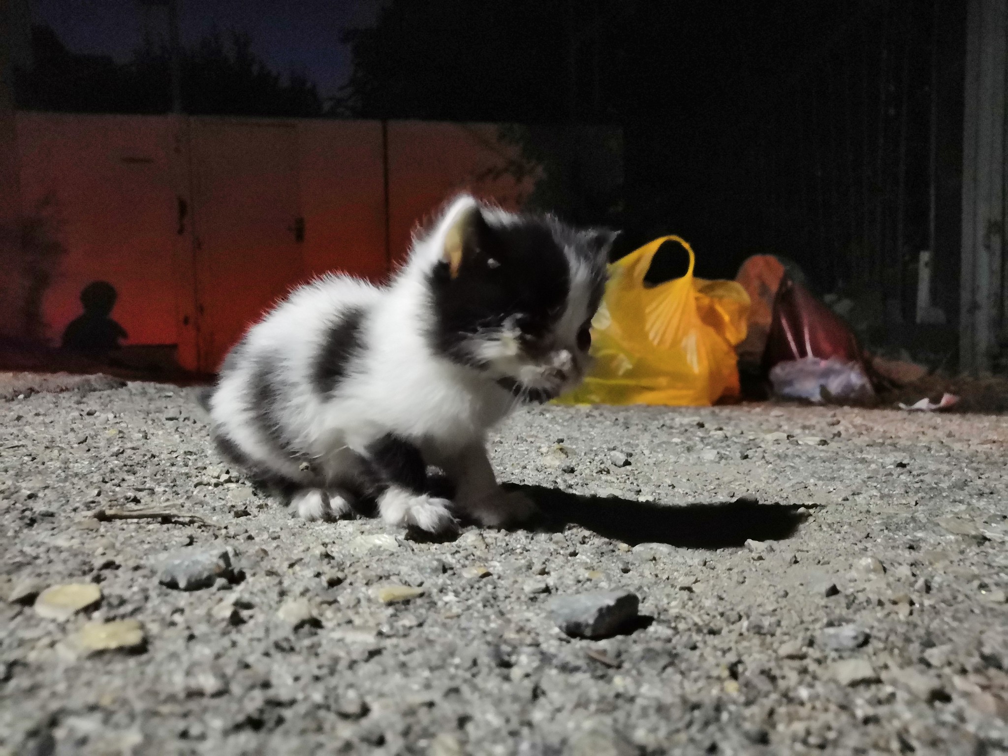 Cats of Yalta - My, Yalta, cat, Catomafia, Animals, Relaxation, Photo on sneaker, Photo hunting, Longpost