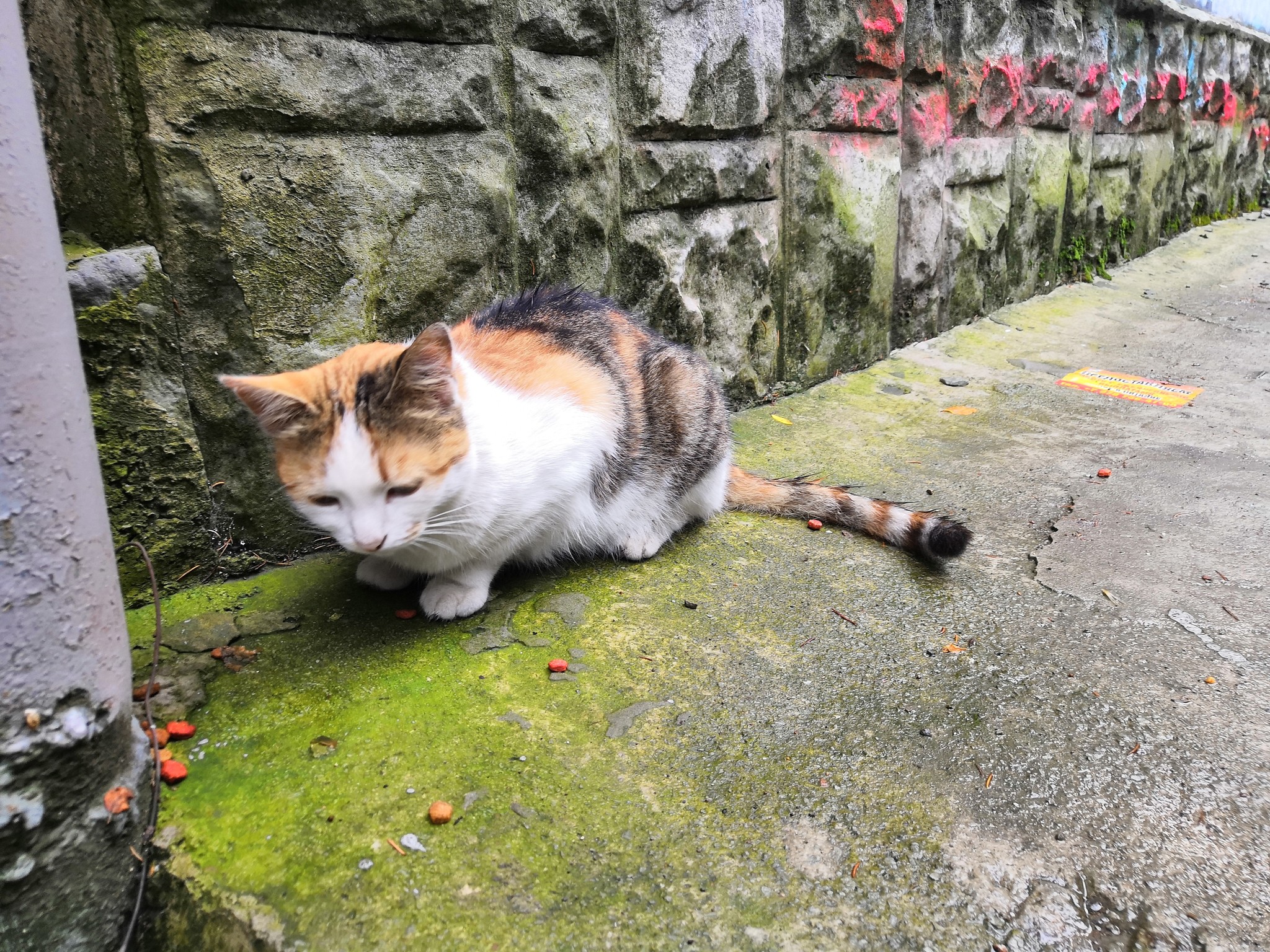 Cats of Yalta - My, Yalta, cat, Catomafia, Animals, Relaxation, Photo on sneaker, Photo hunting, Longpost